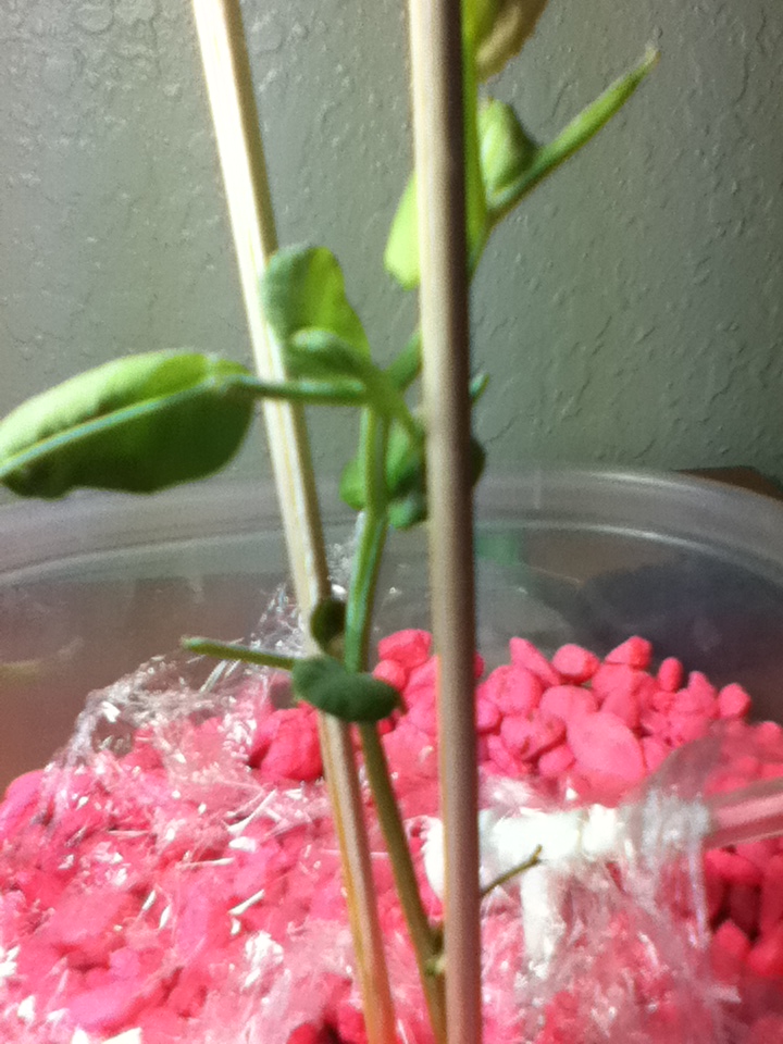 diagnosis Why are the leaves of my pea plant (little marvel) drying