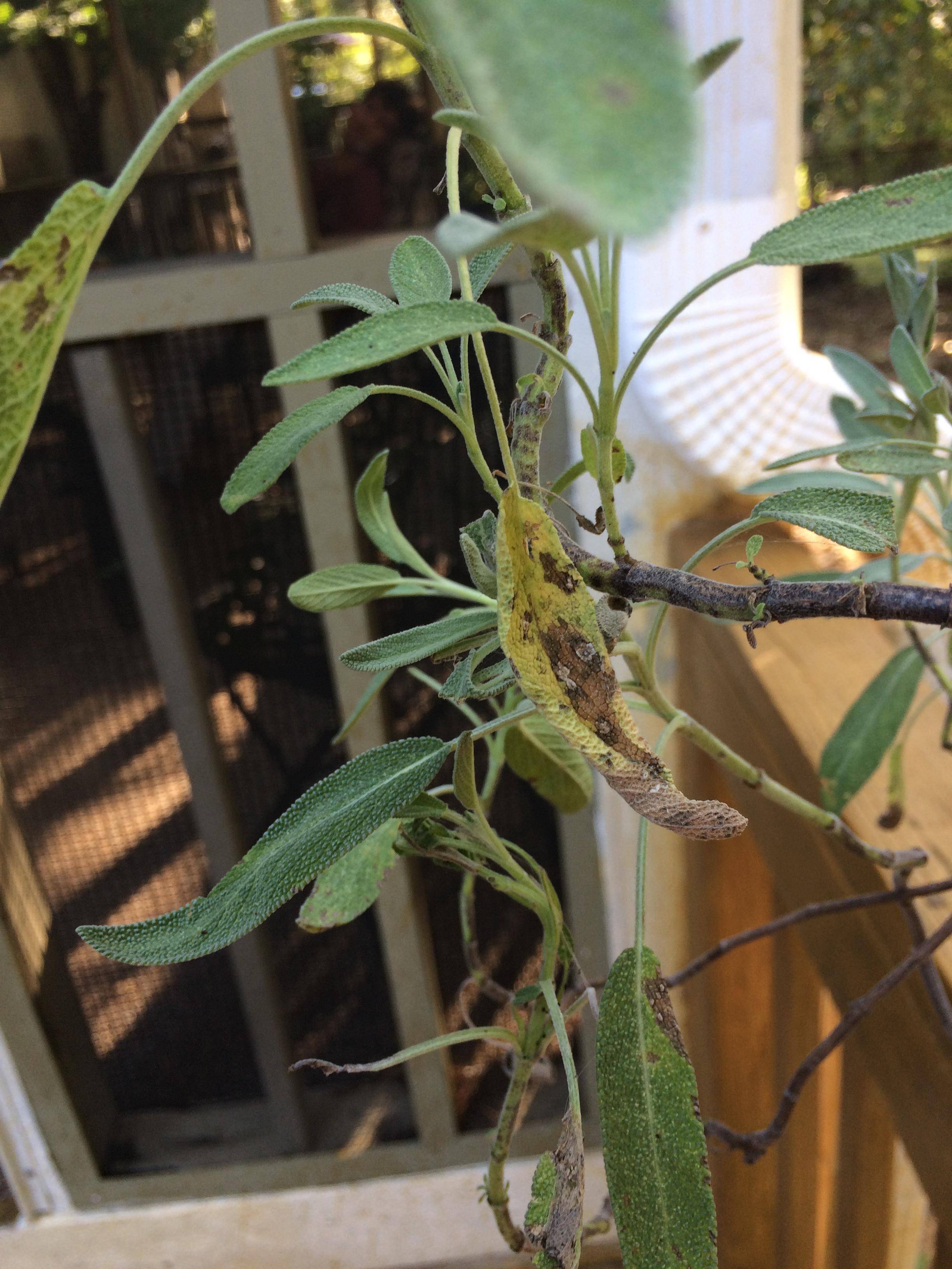 diagnosis s, black spots, and dying leaves what disease is