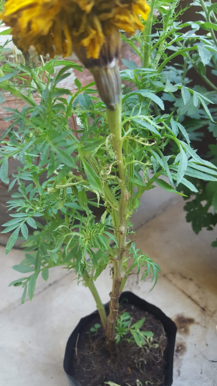 plant health Marigold flower partially wilting and leaves are curling Gardening