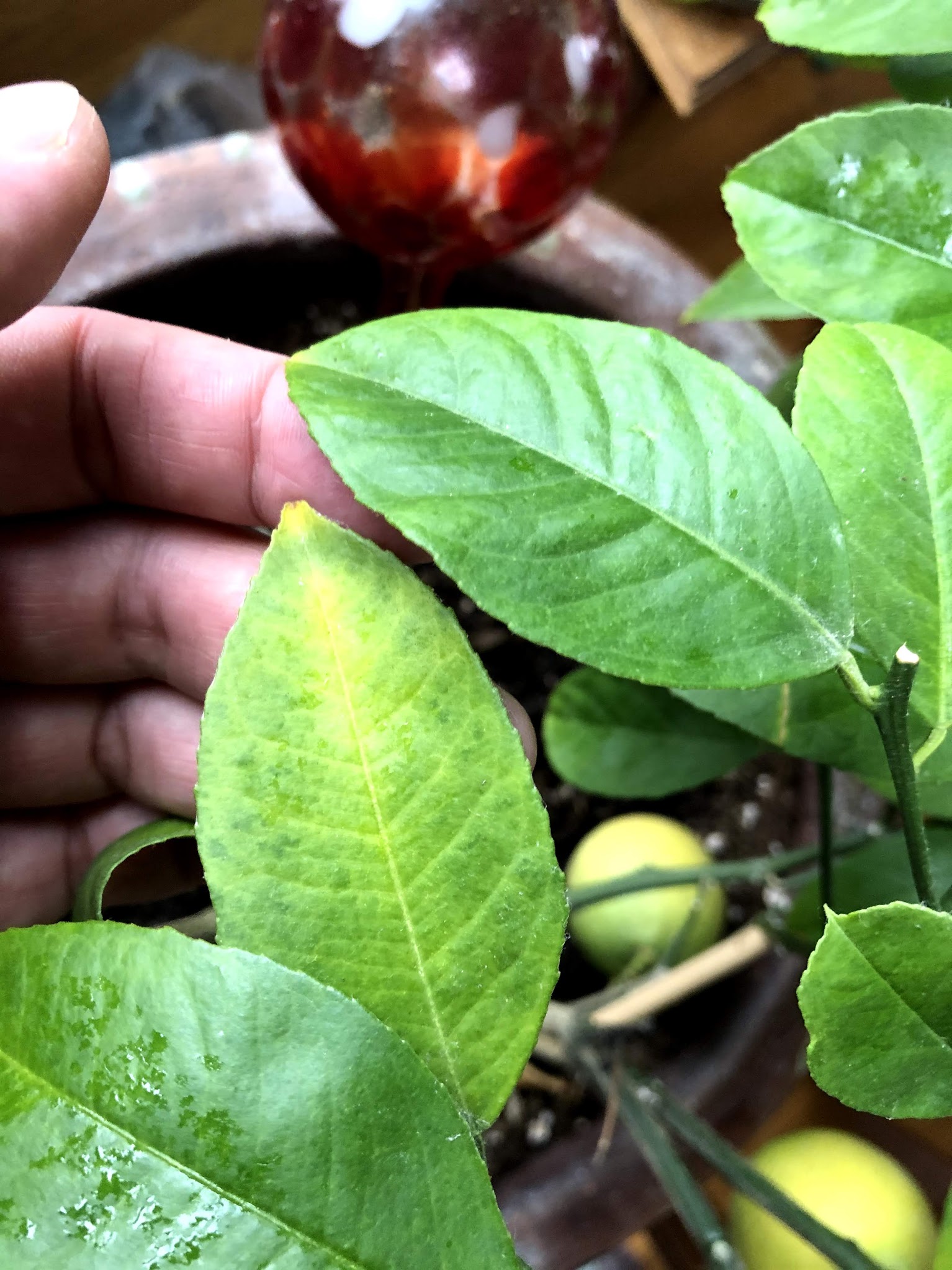 citrus Indoor lemon tree has yellowing and falling leaves Gardening