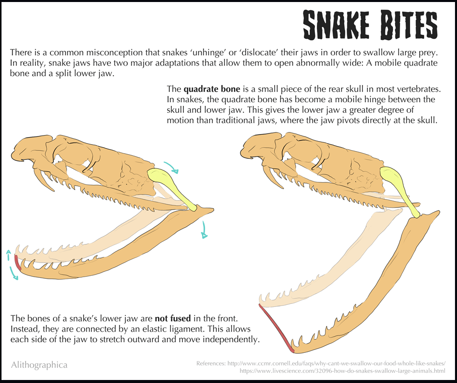 I told Khoki that she wouldn’t be able to eat her friend from the side