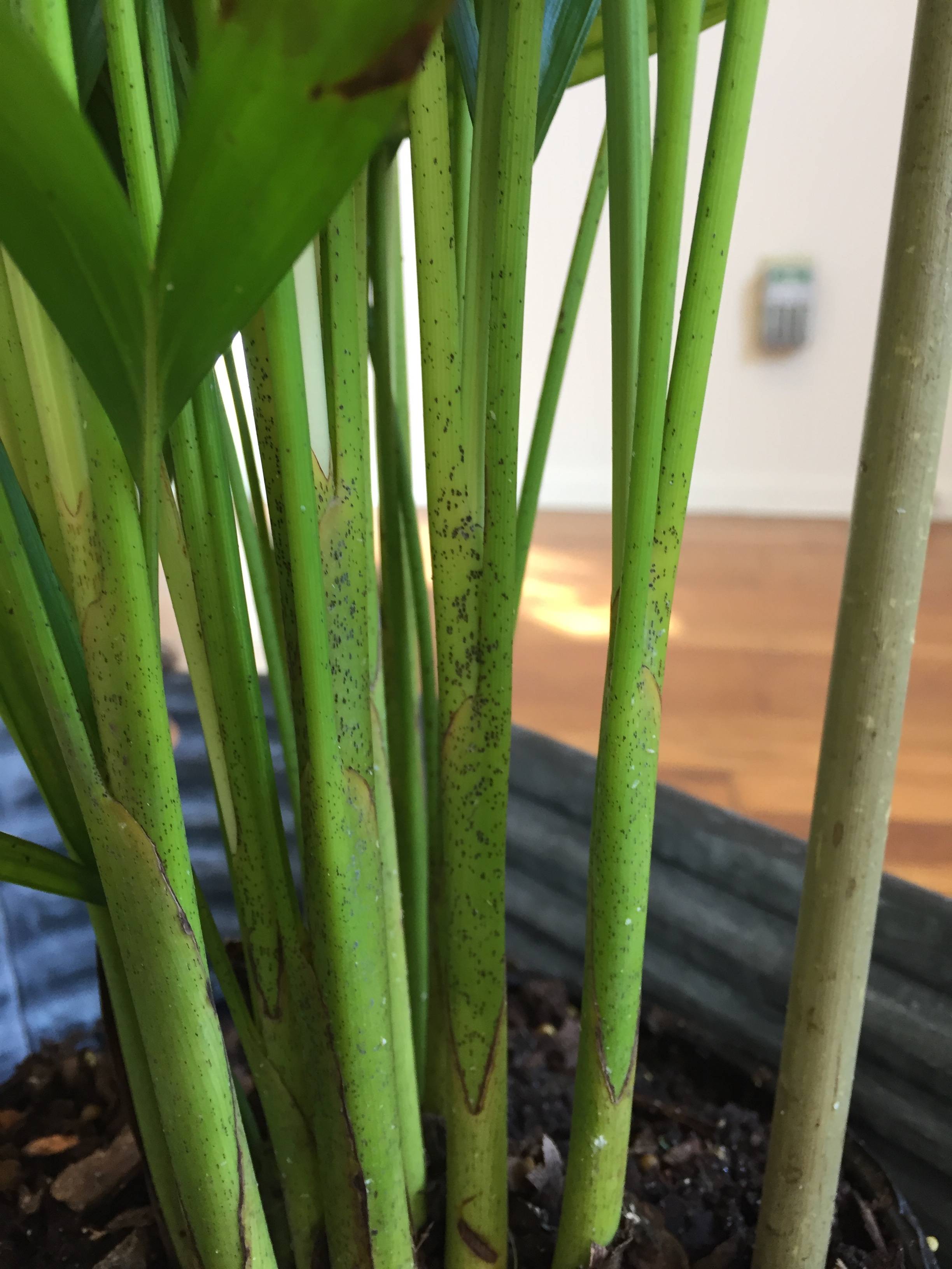 leaves What's wrong with my indoor Areca palm with leaf blight