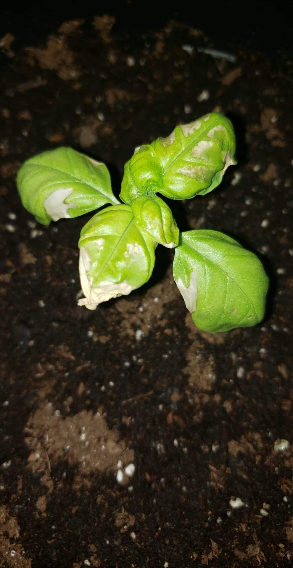 diagnosis What is causing large white spots on my sweet basil