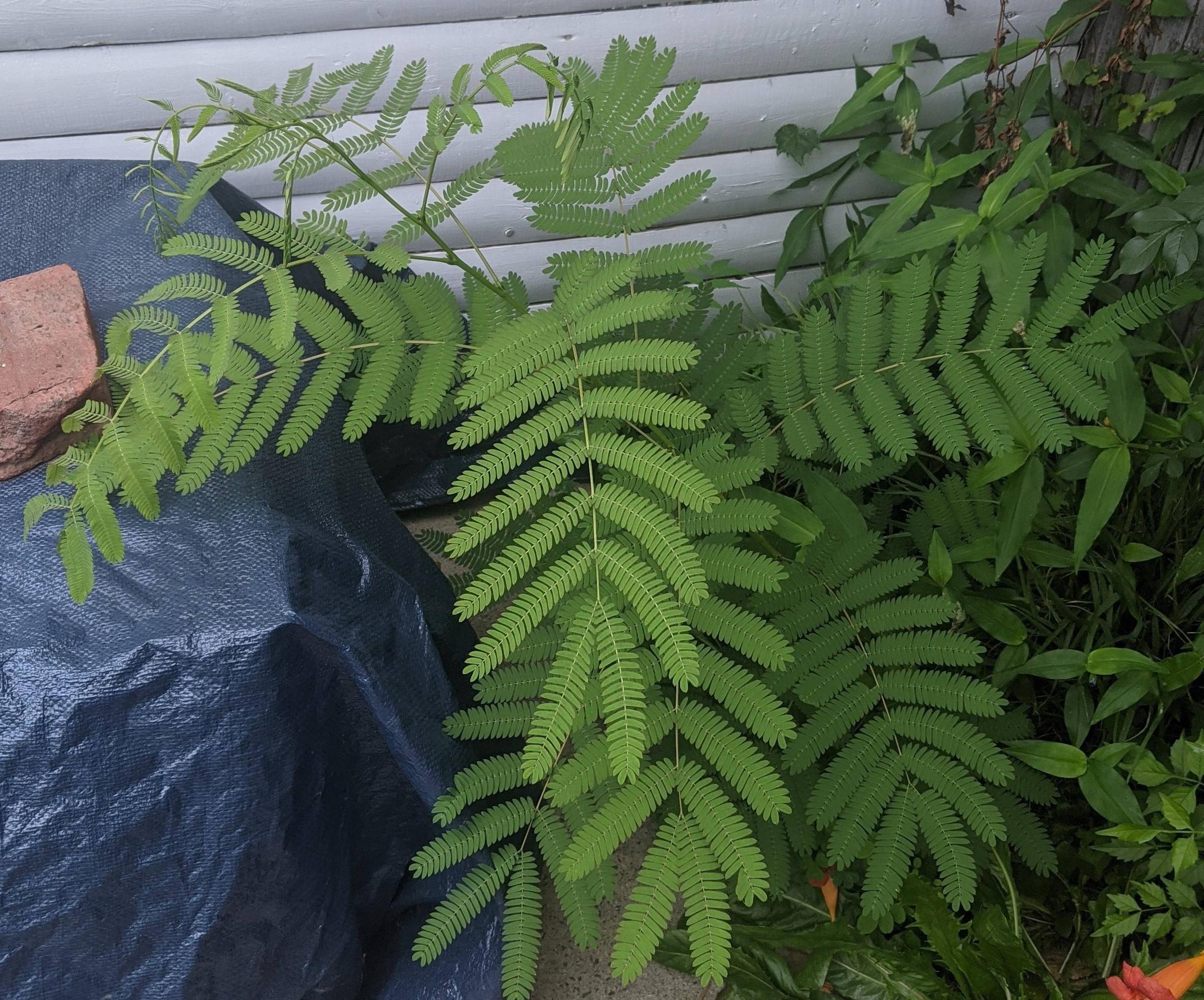 identification Is this a young mimosa tree? Gardening & Landscaping