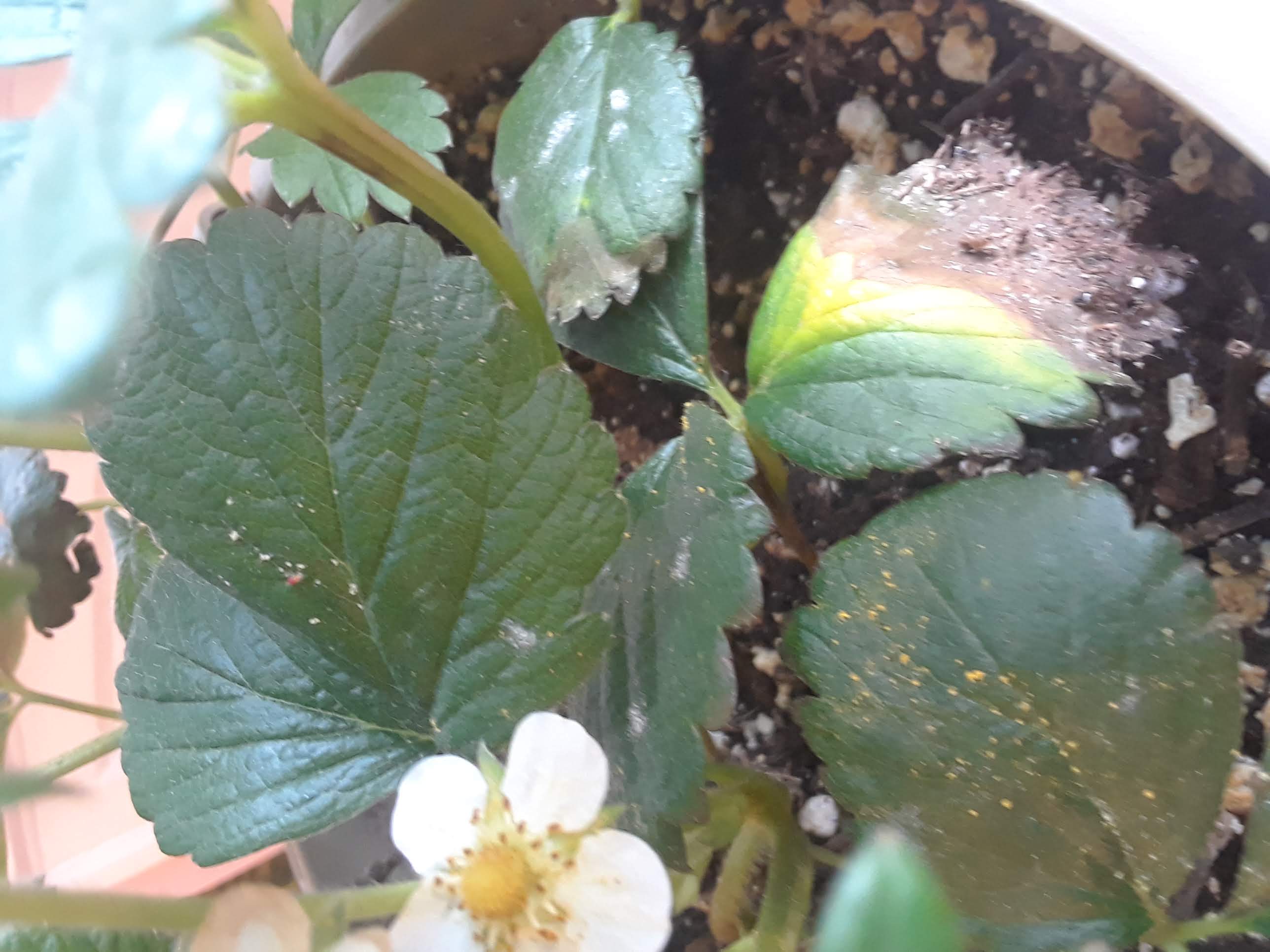 houseplants Whiteish powdery spots on my strawberry plant