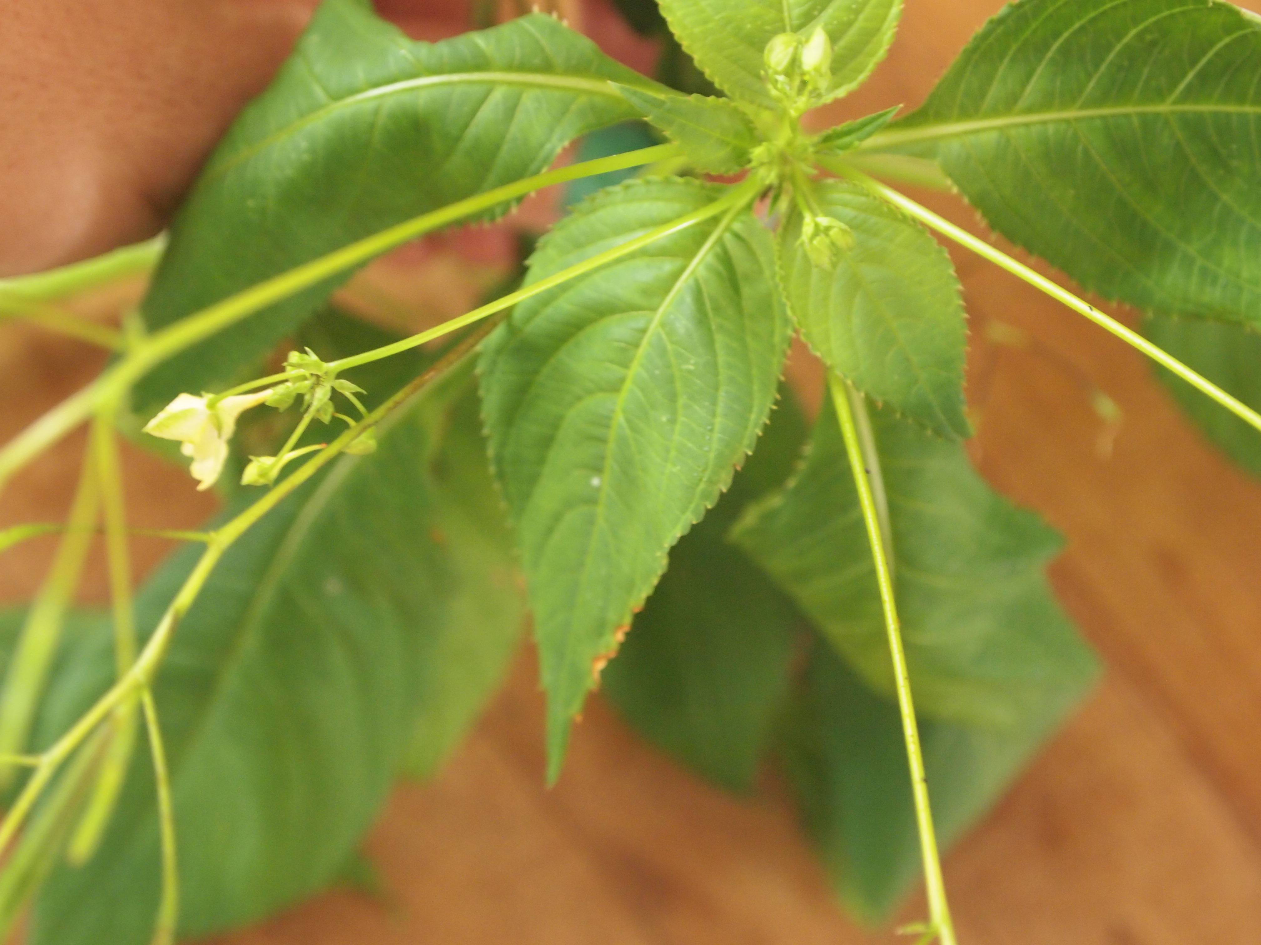 identification What is this tall, fast growing plant? Gardening