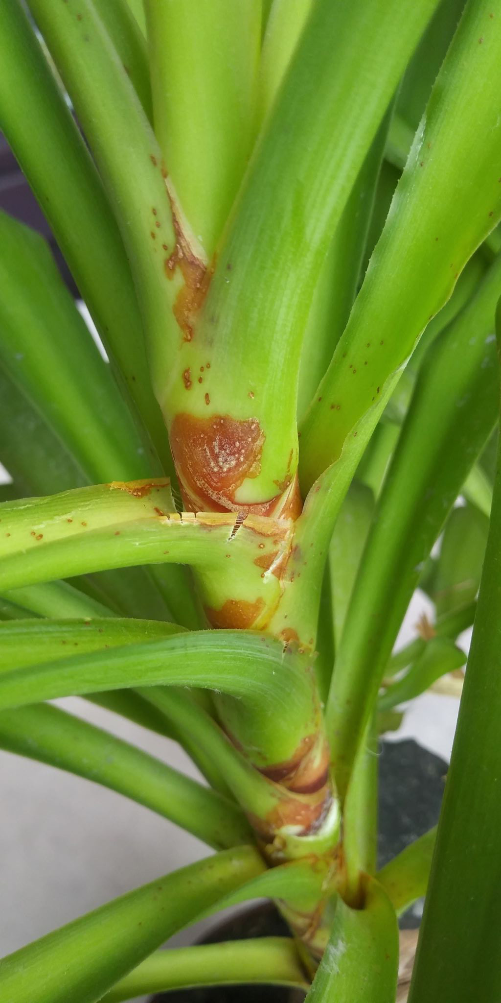 houseplants Yucca problem brown spots on stem and leaves Gardening