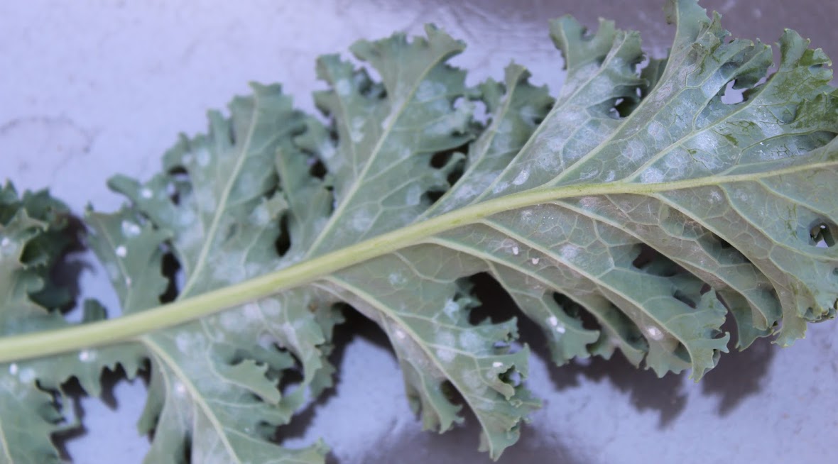aphids Please help me identify these white spots/area on my kale