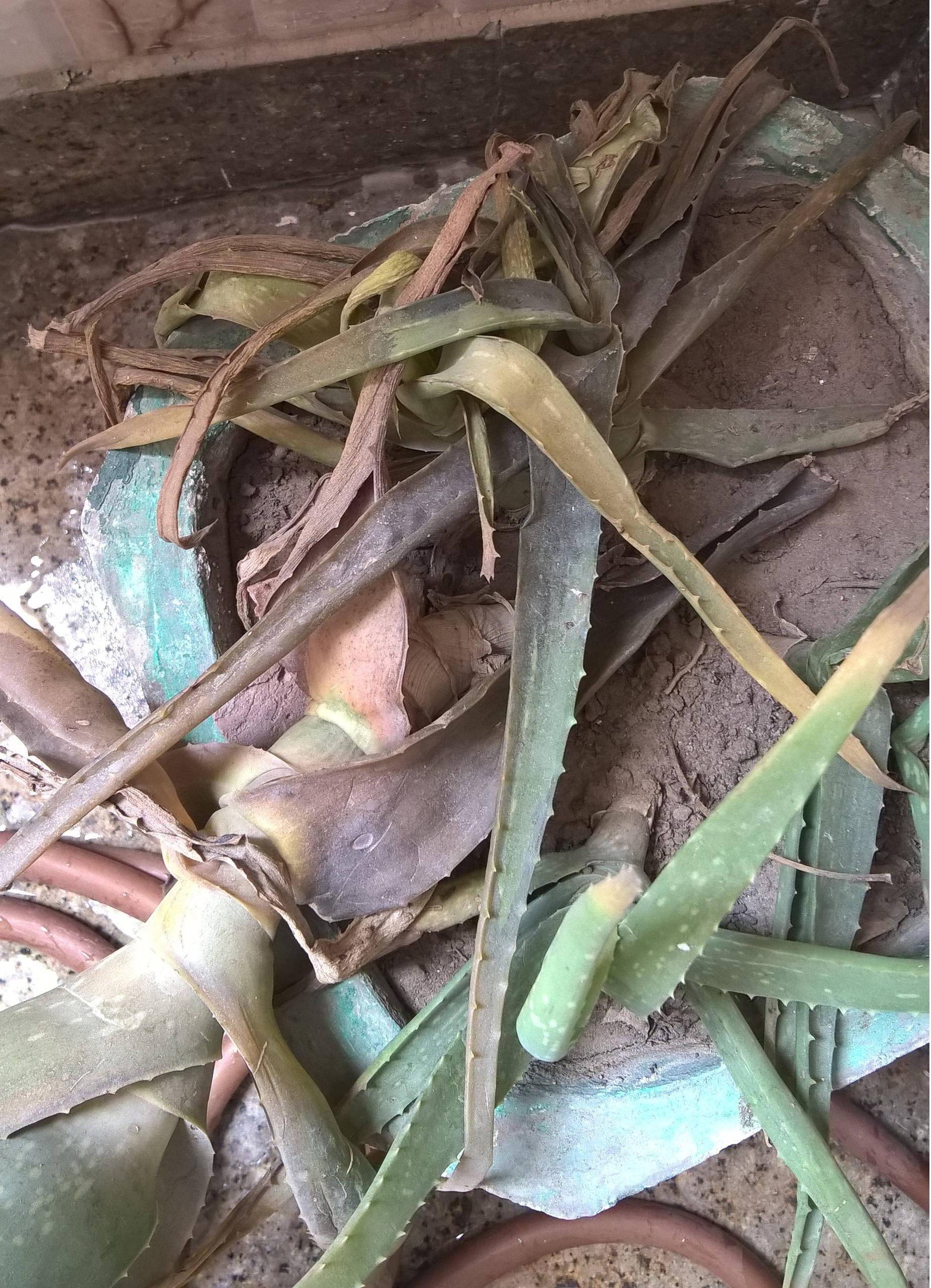 What is causing black leaves on my Aloe Vera plant? SolveForum