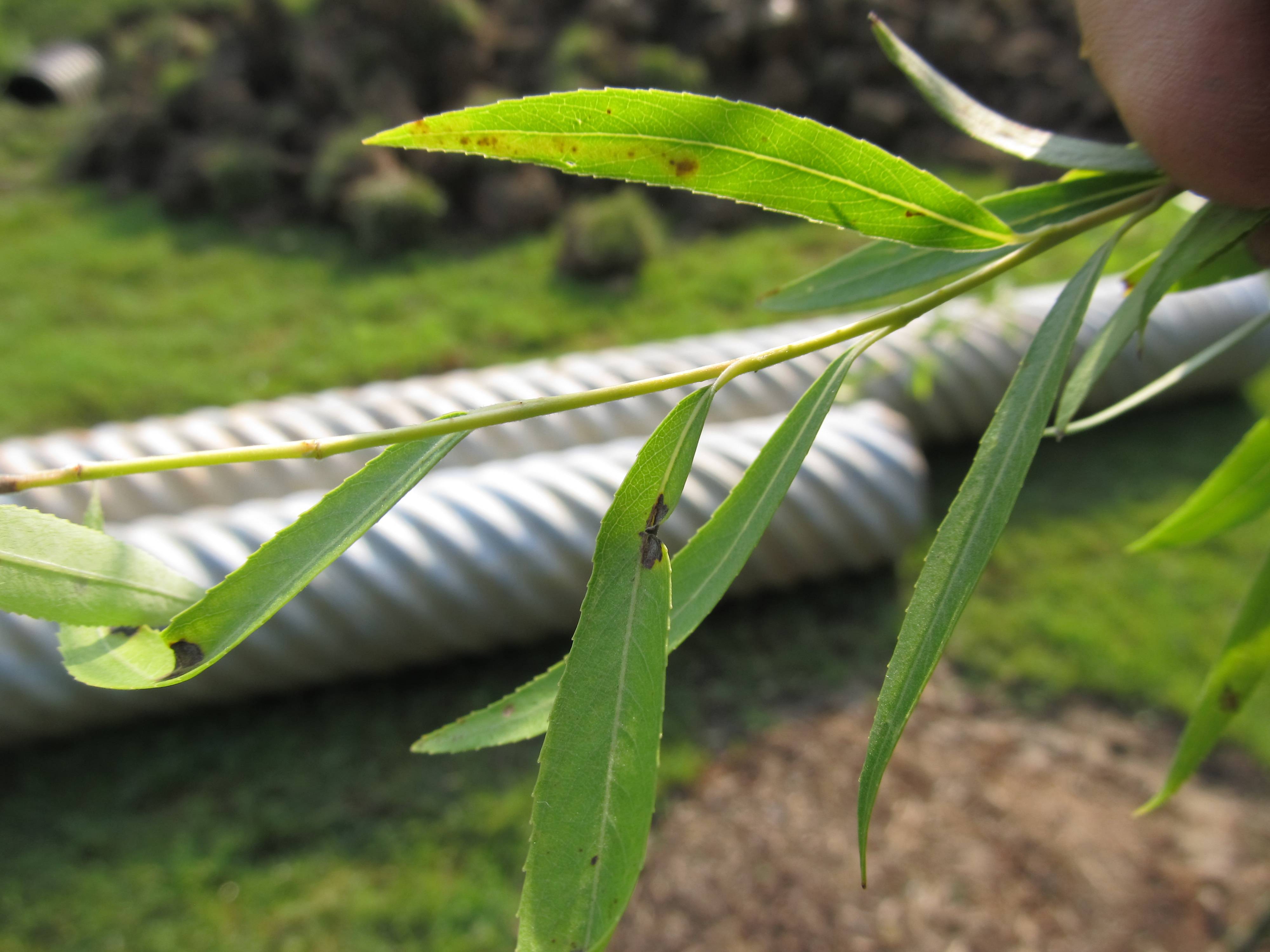 diagnosis Is my newly planted weeping willow in shock? Gardening