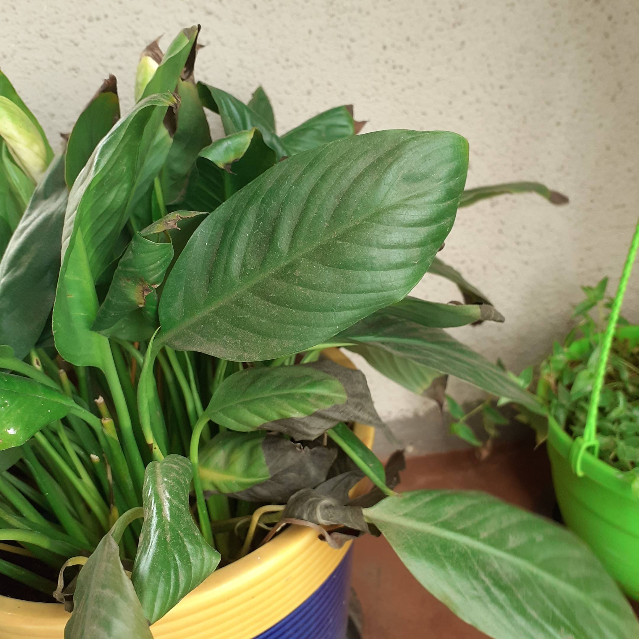 Peacelily leaves are turning black Gardening & Landscaping Stack