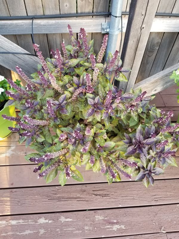 Why does purple basil turn green? Gardening & Landscaping Stack Exchange