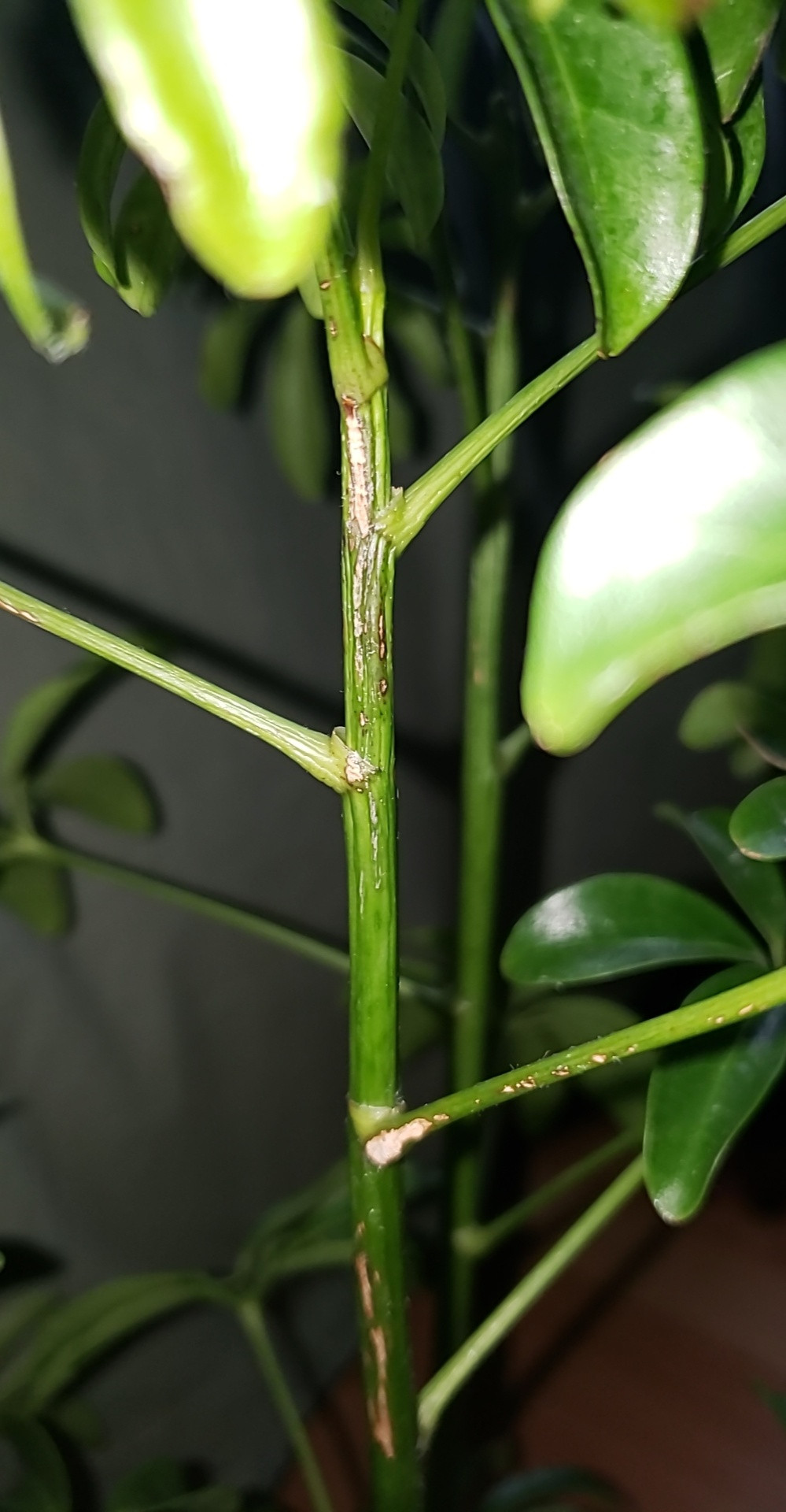 identification Why is the top part of the stem on my umbrella tree