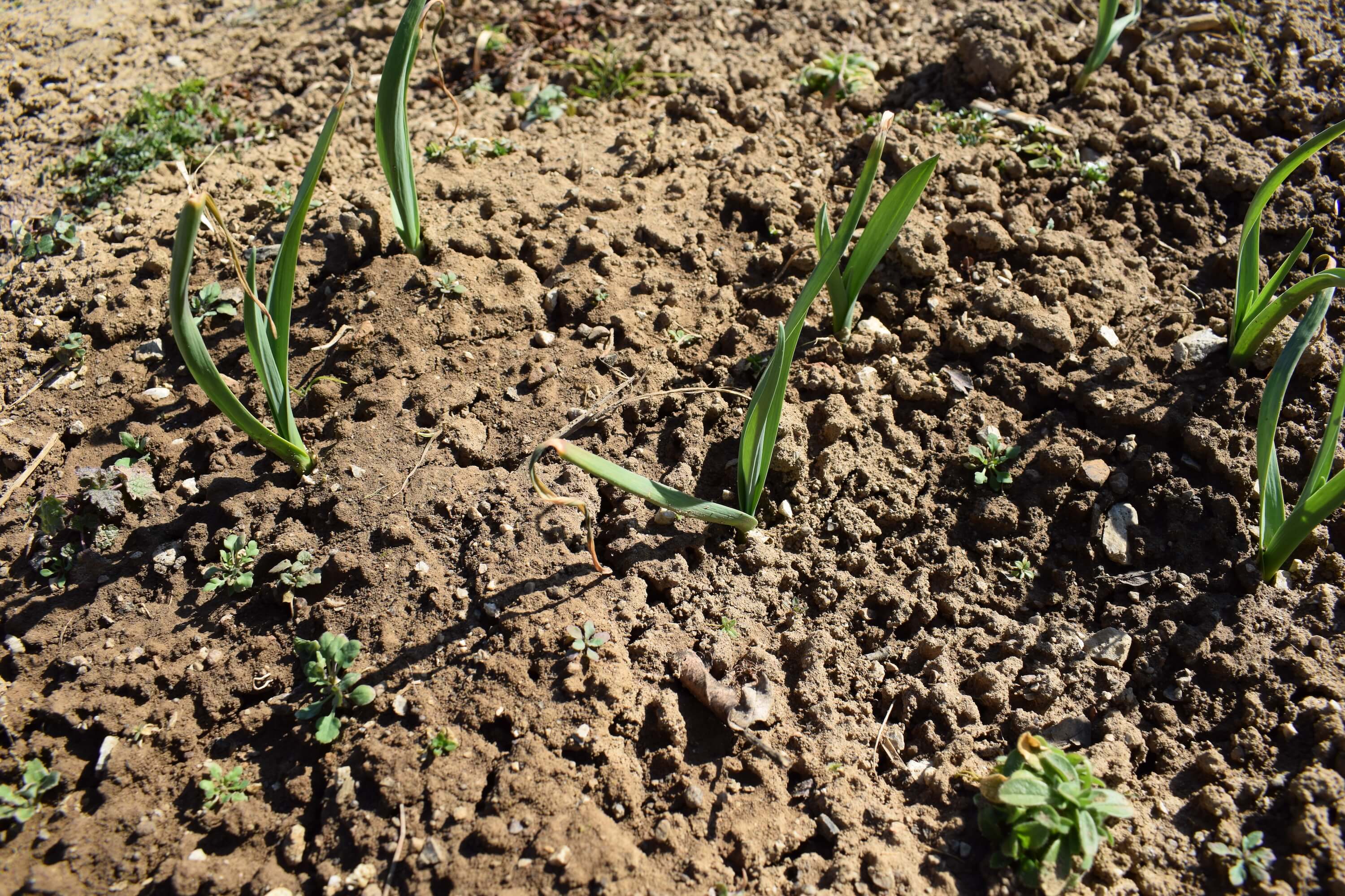 Yellowing of very young garlic plants Gardening & Landscaping Stack