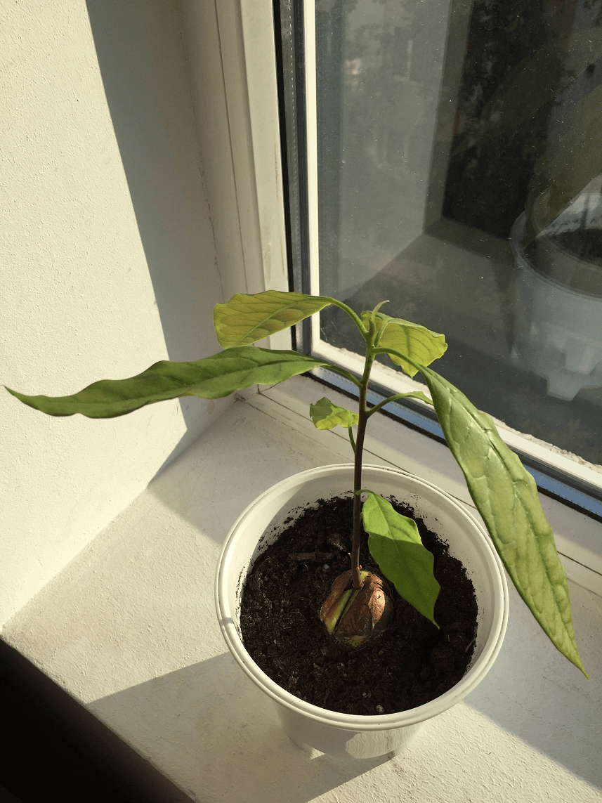 indoors Curly avocado leaves Gardening & Landscaping Stack Exchange