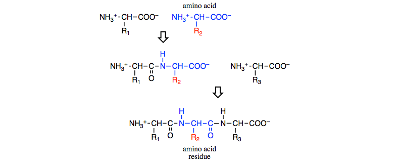 biochemistry Why is glycine considered a nonpolar amino acid but a