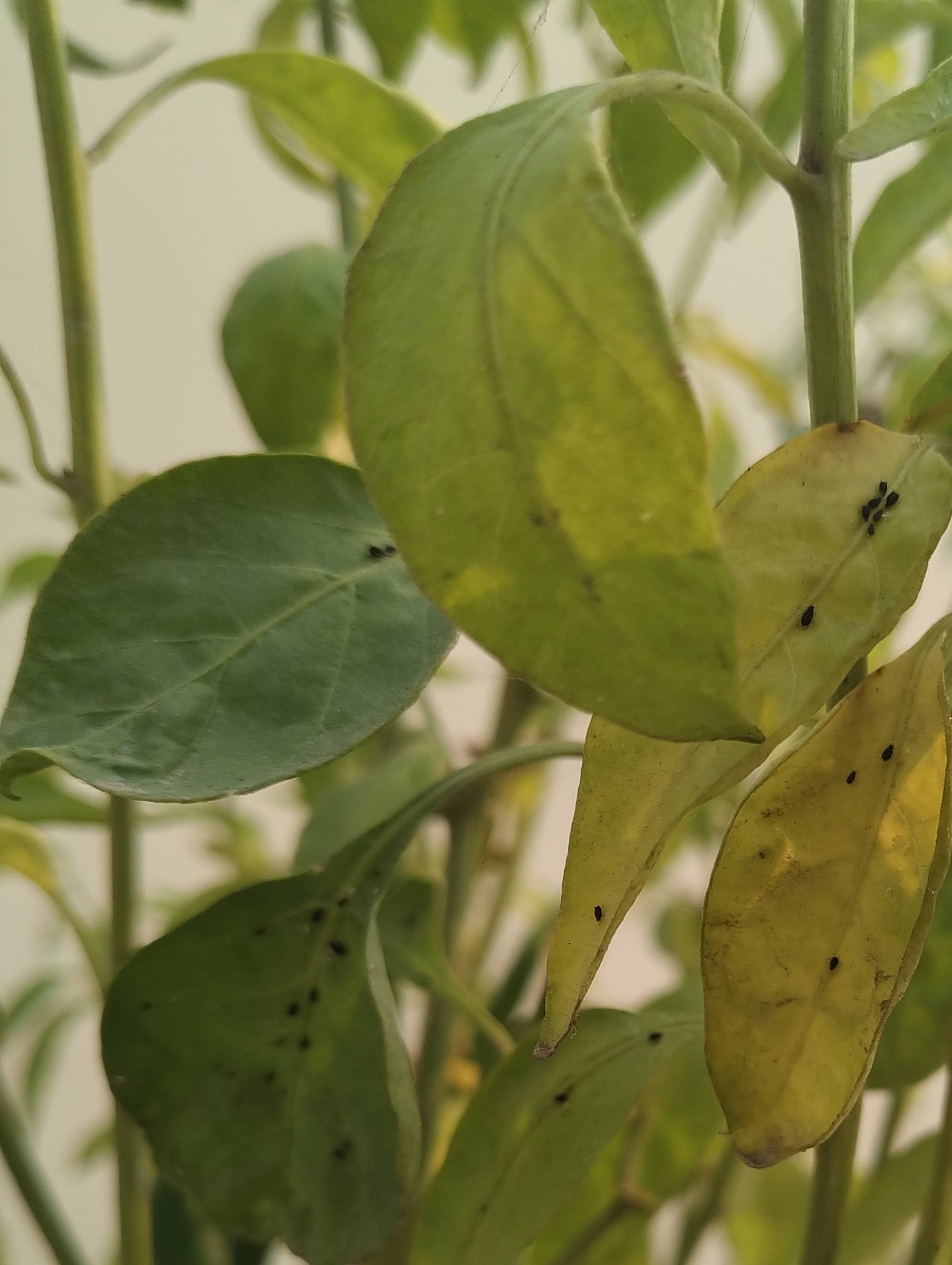 identification What are these tiny black pest on chilli plant