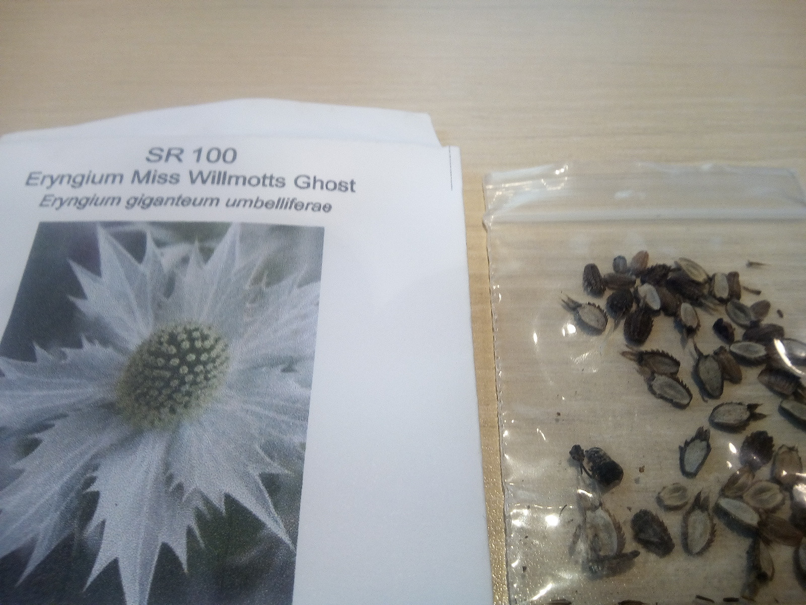 germination What is it best way of starting Eryngium giganteum