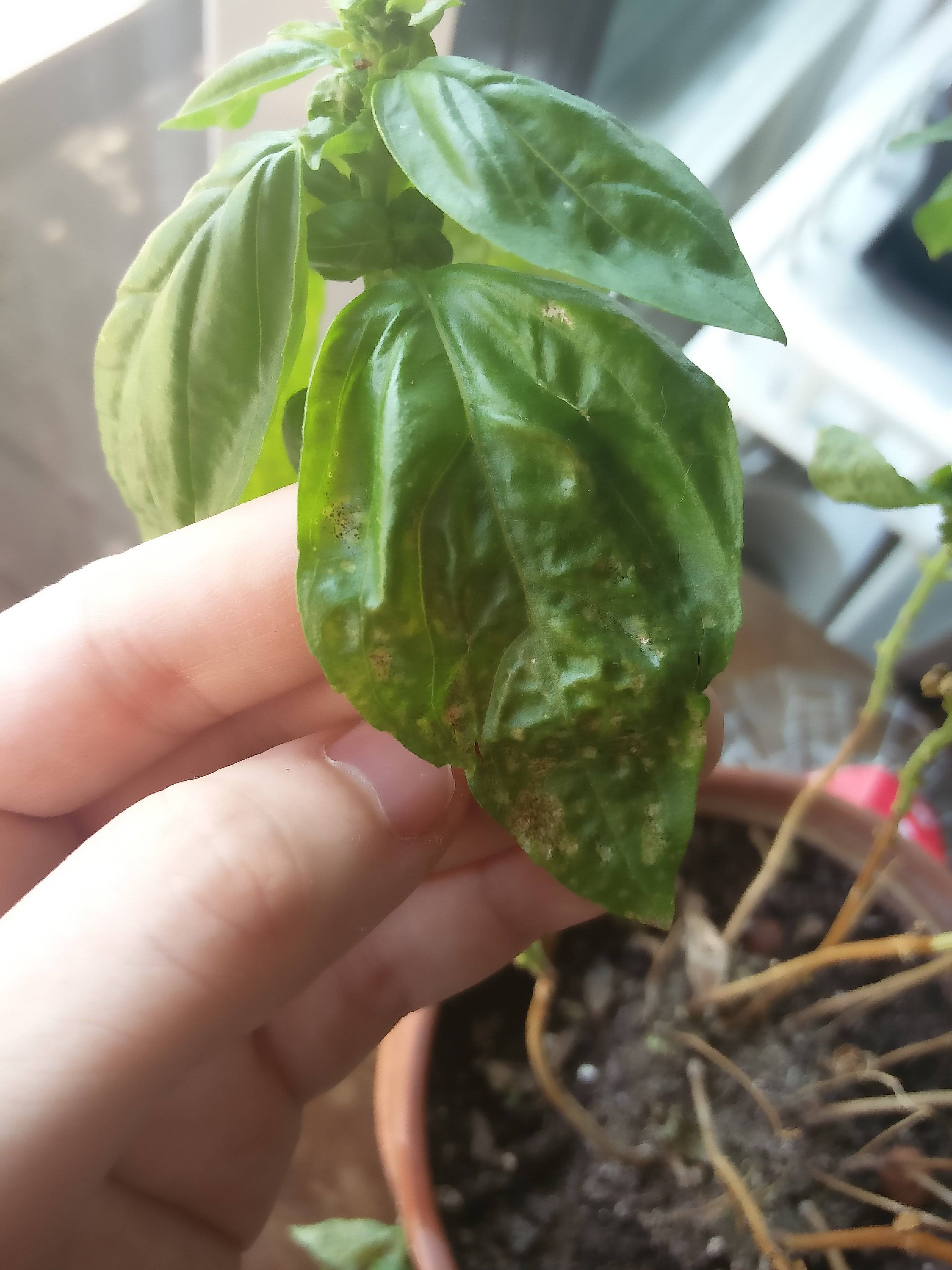 plant care My basil is "rotting", here's all the clues I have
