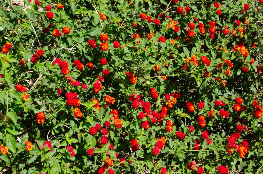 identification What is this groundcover flower which survives in the