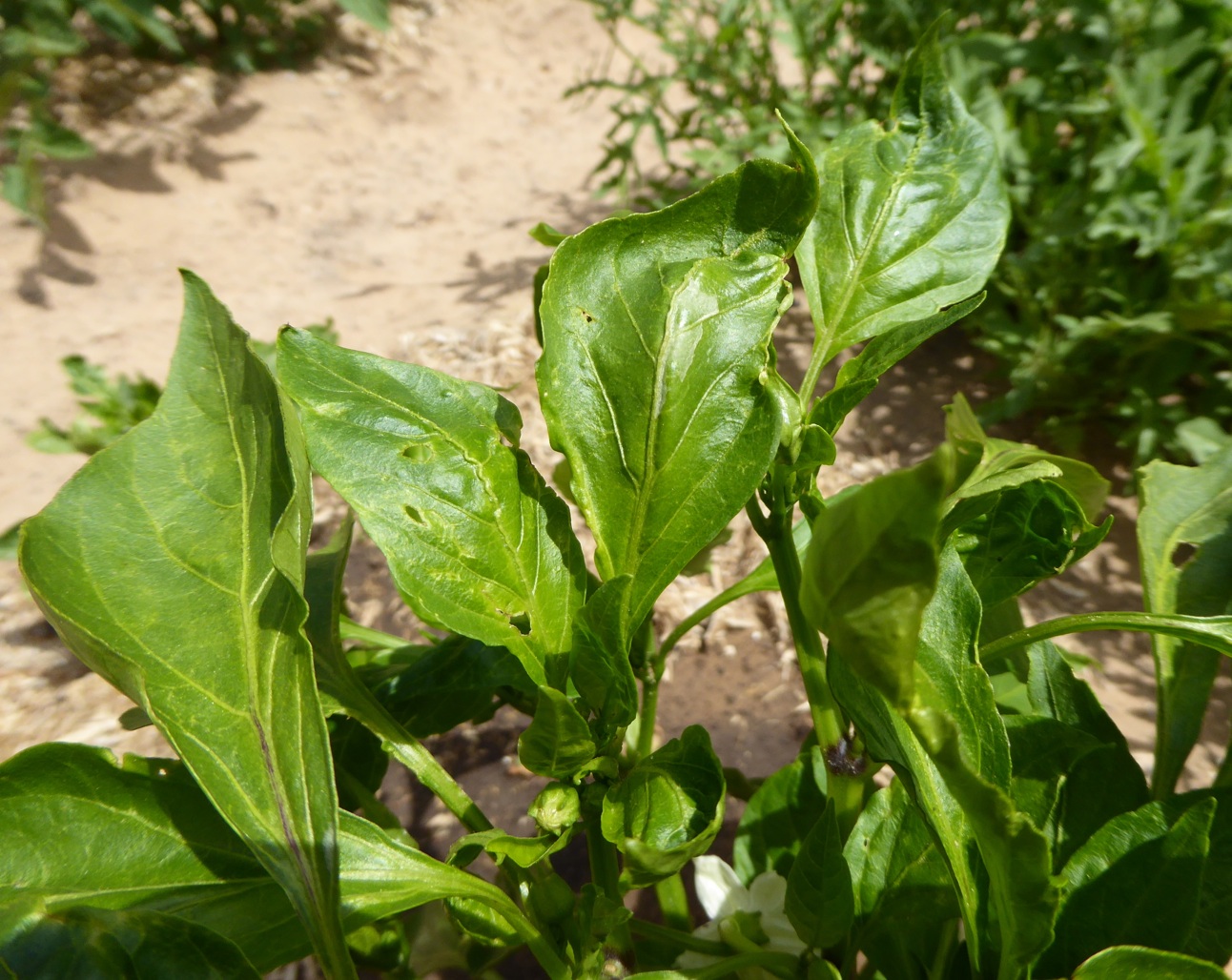 diagnosis What is causing curled and deformed capsicum and chilli