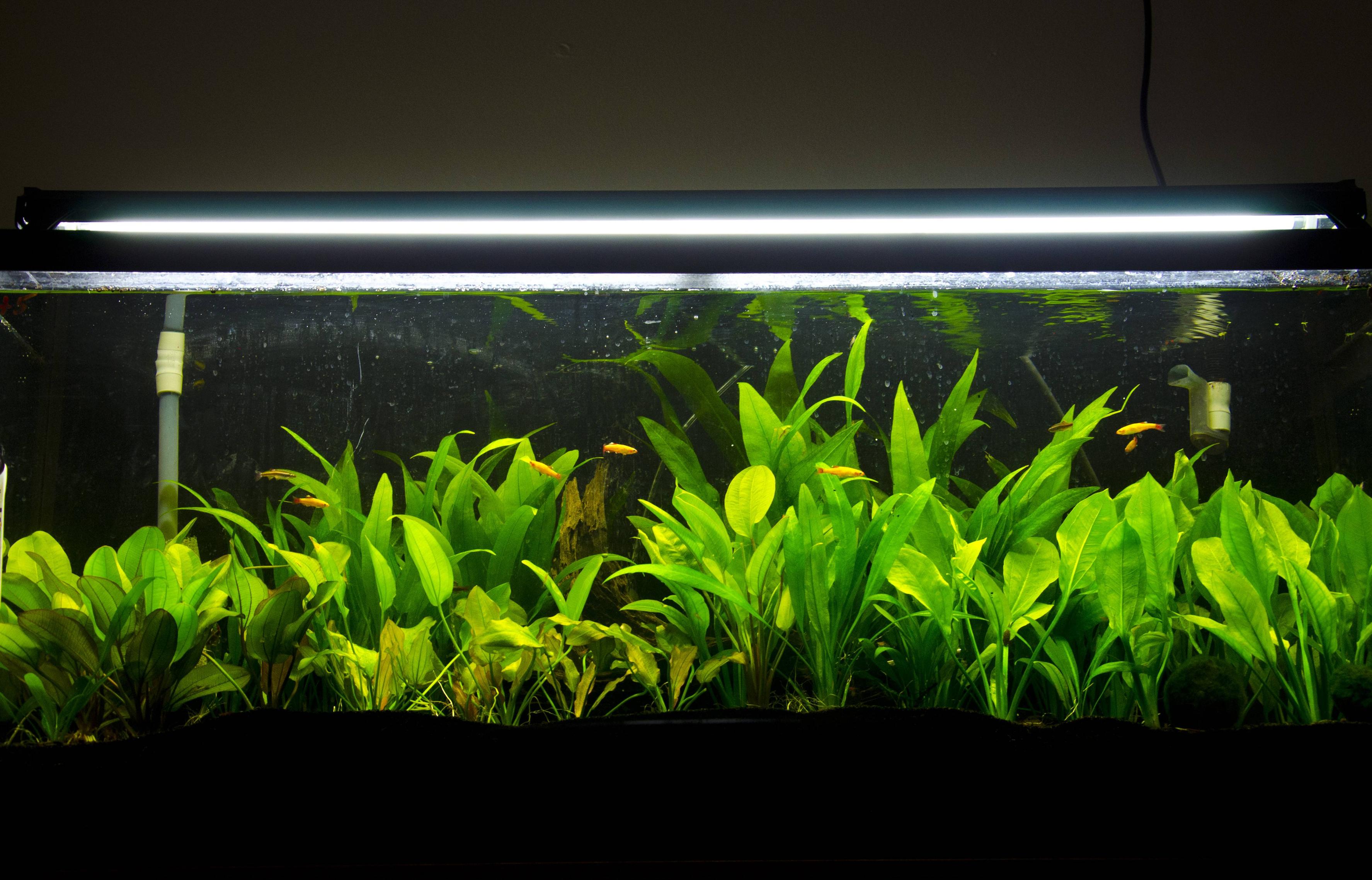 aquarium How to choose good plants for a tropical fish tank? Pets