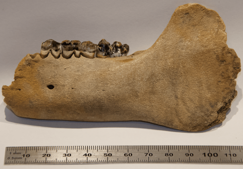 species identification Identify a lone bone (jaw