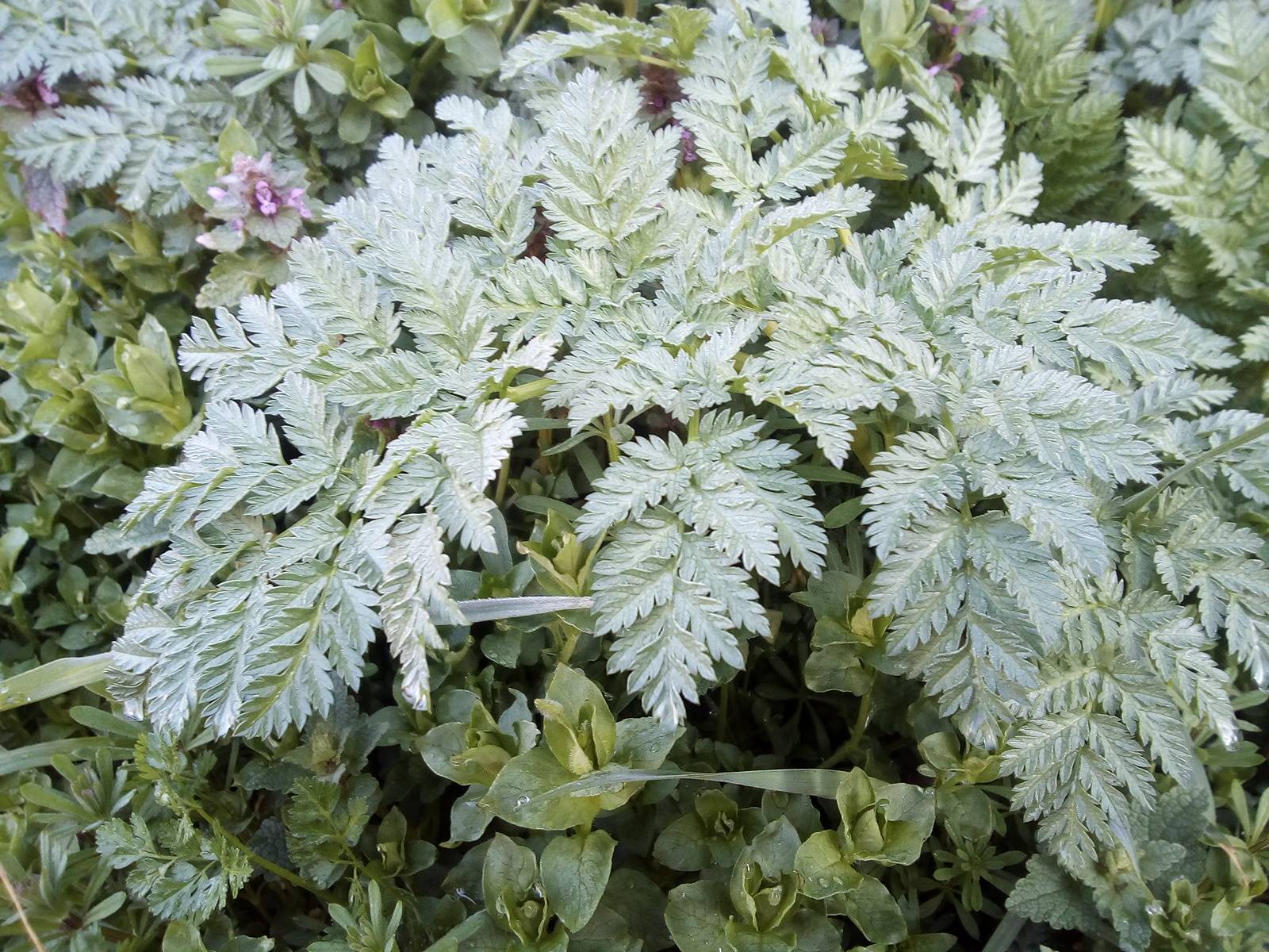 Plants That Look Like Ferns