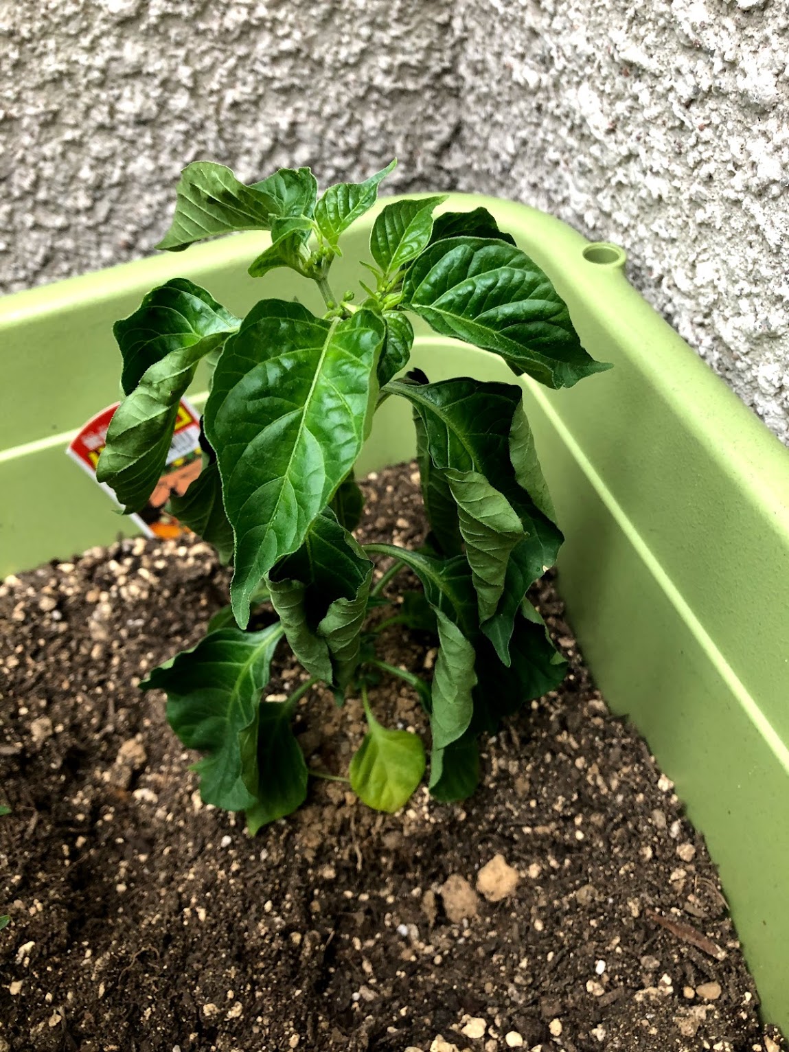 watering Is this red habanero plant overwatered and how should I save