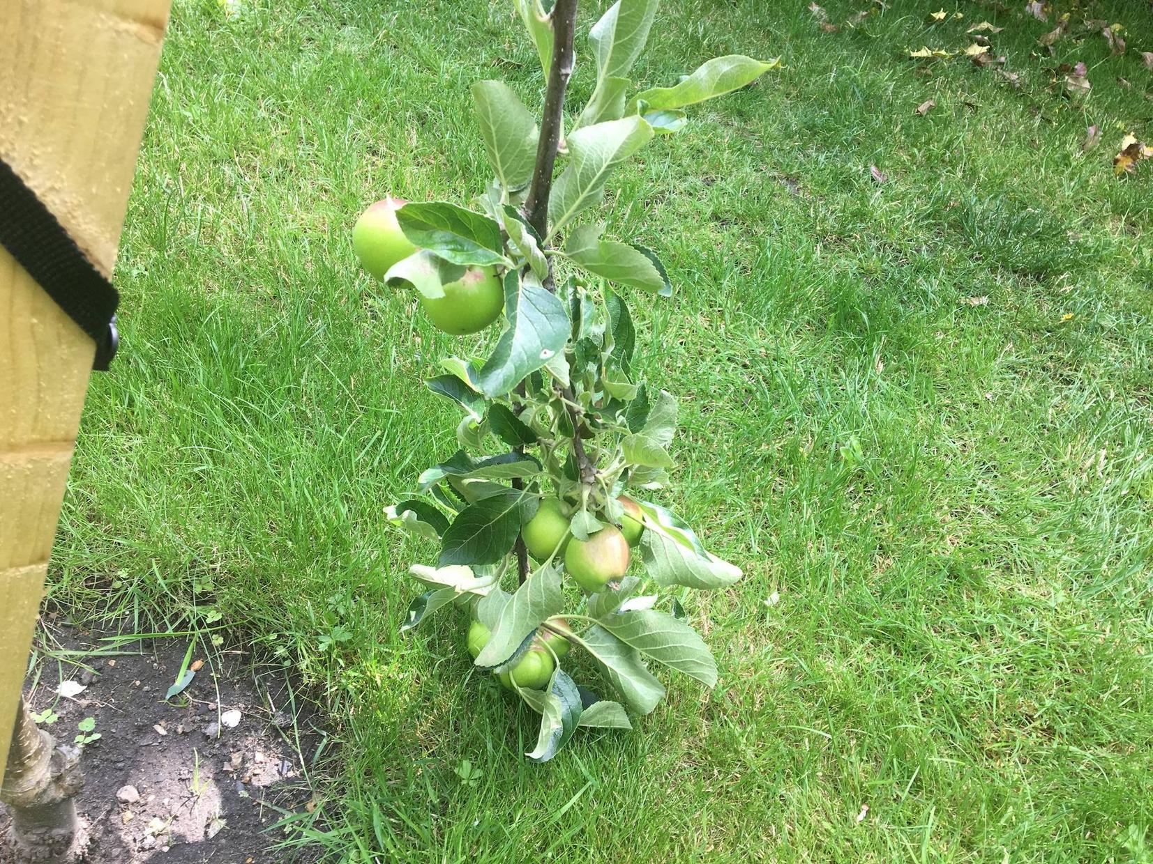 Repairing a young apple tree with a snapped branch Gardening