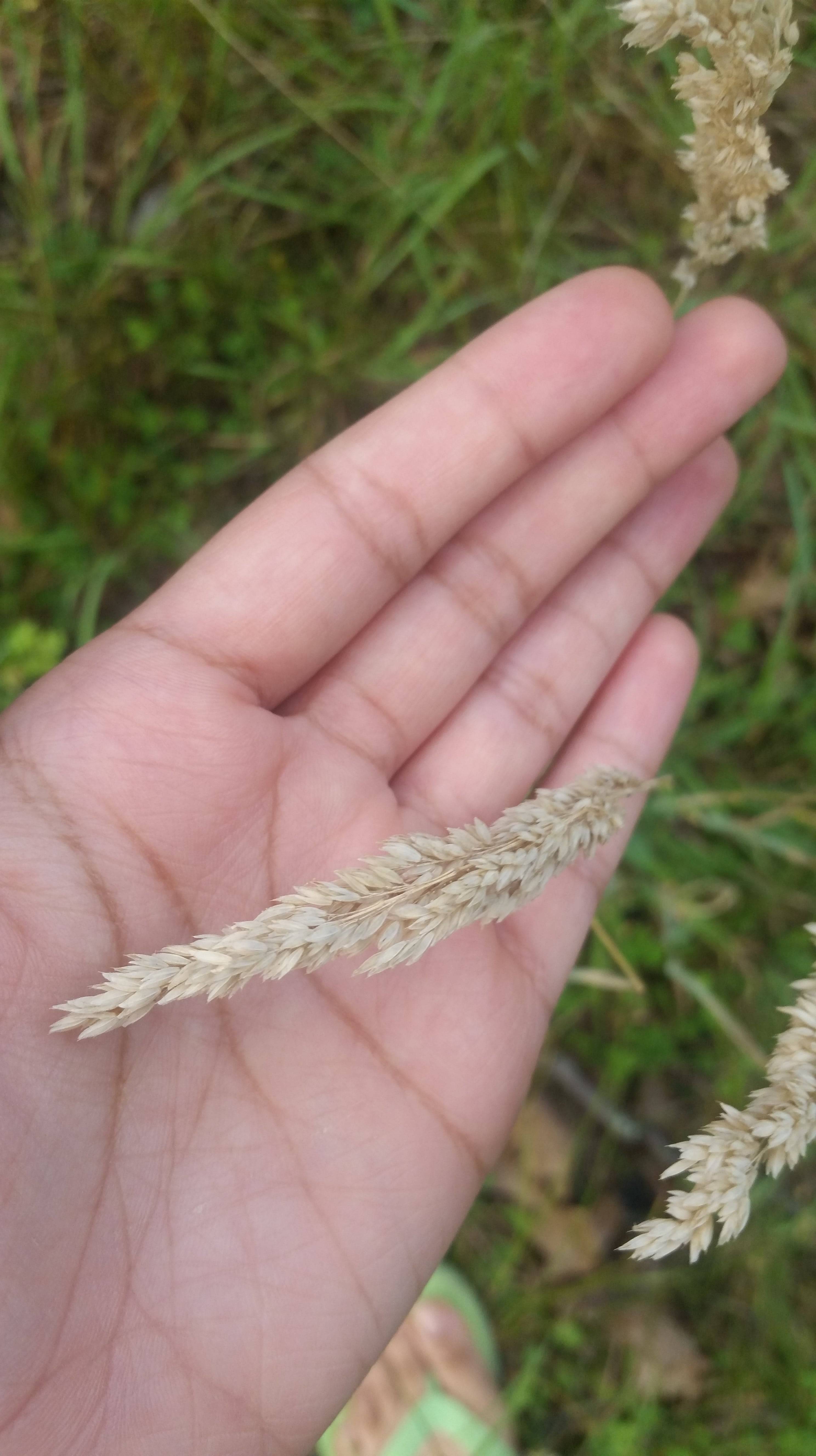 identification What is this grass with seed heads like wheat