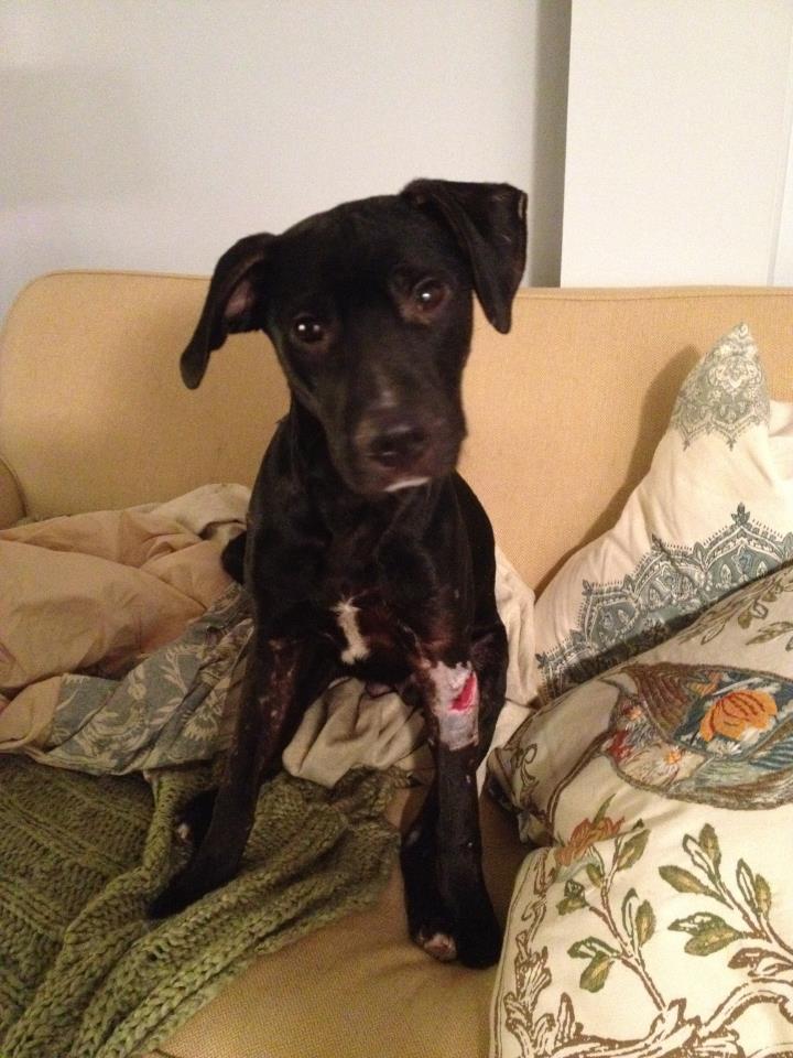 behavior Horrible Dog that I Love Pets Stack Exchange(014)