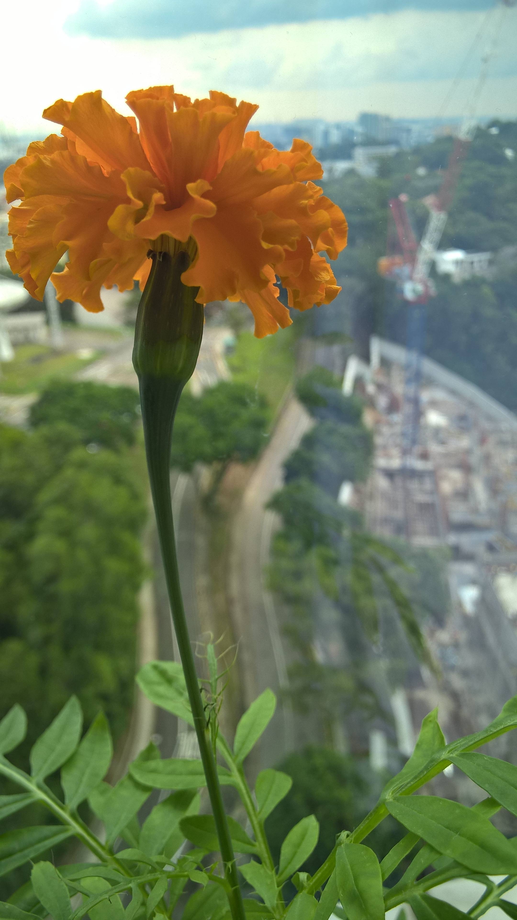 diagnosis Why are the leaves of my french marigold wilting and causing the flower to droop