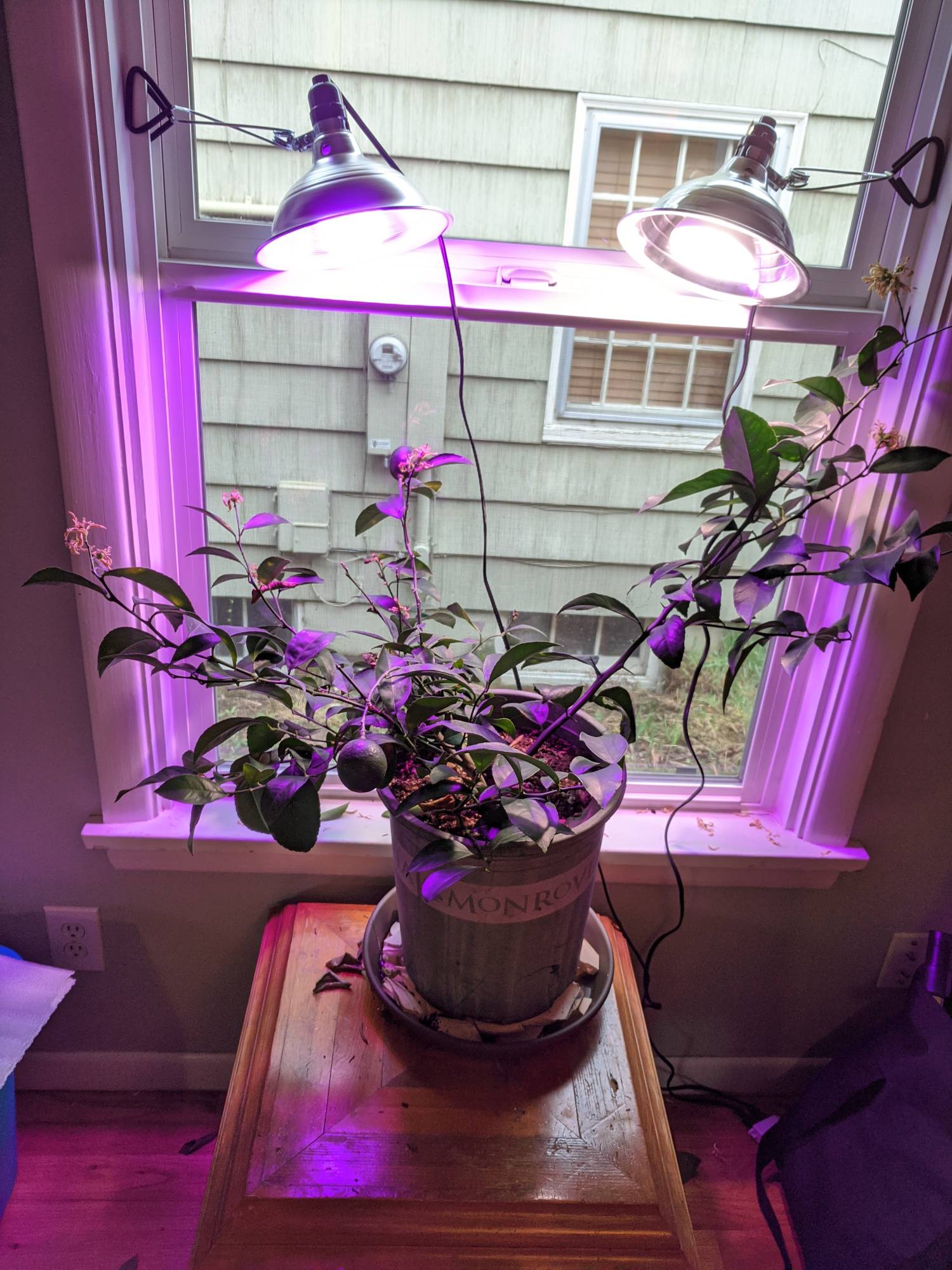 citrus Why is my otherwise healthy indoor meyer lemon dropping so