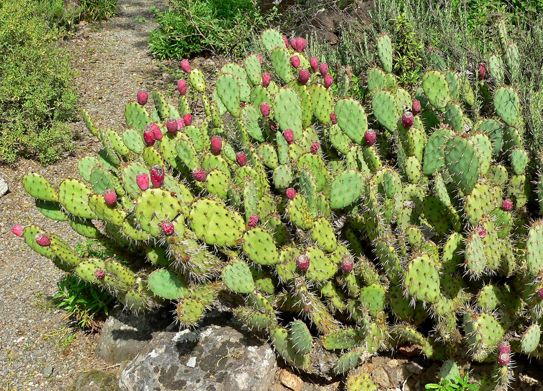 succulents The age of an Opuntia (prickly pear cactus) Gardening