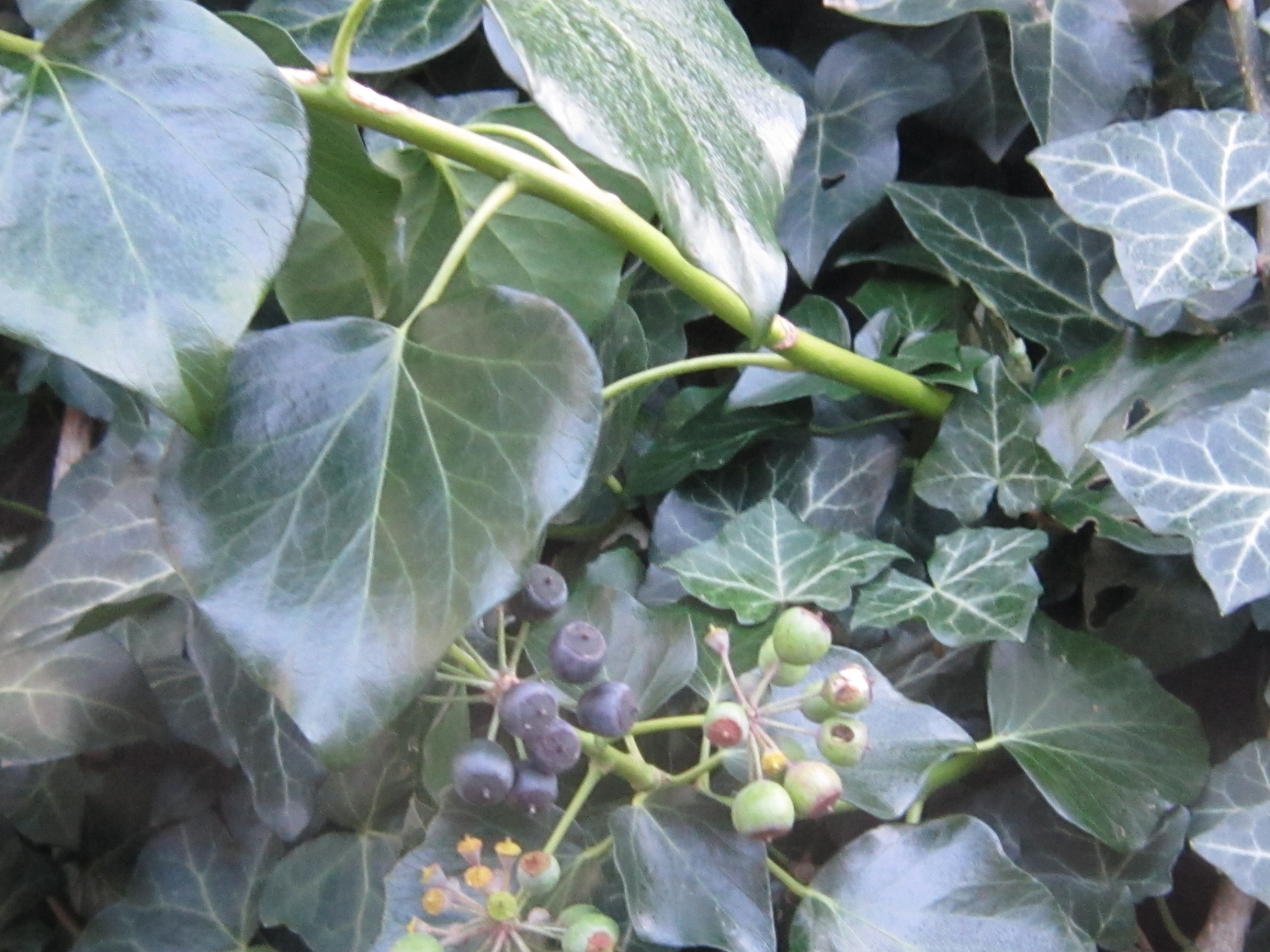 safety Are these ivy berries poisonous to my guinea pig? Pets Stack
