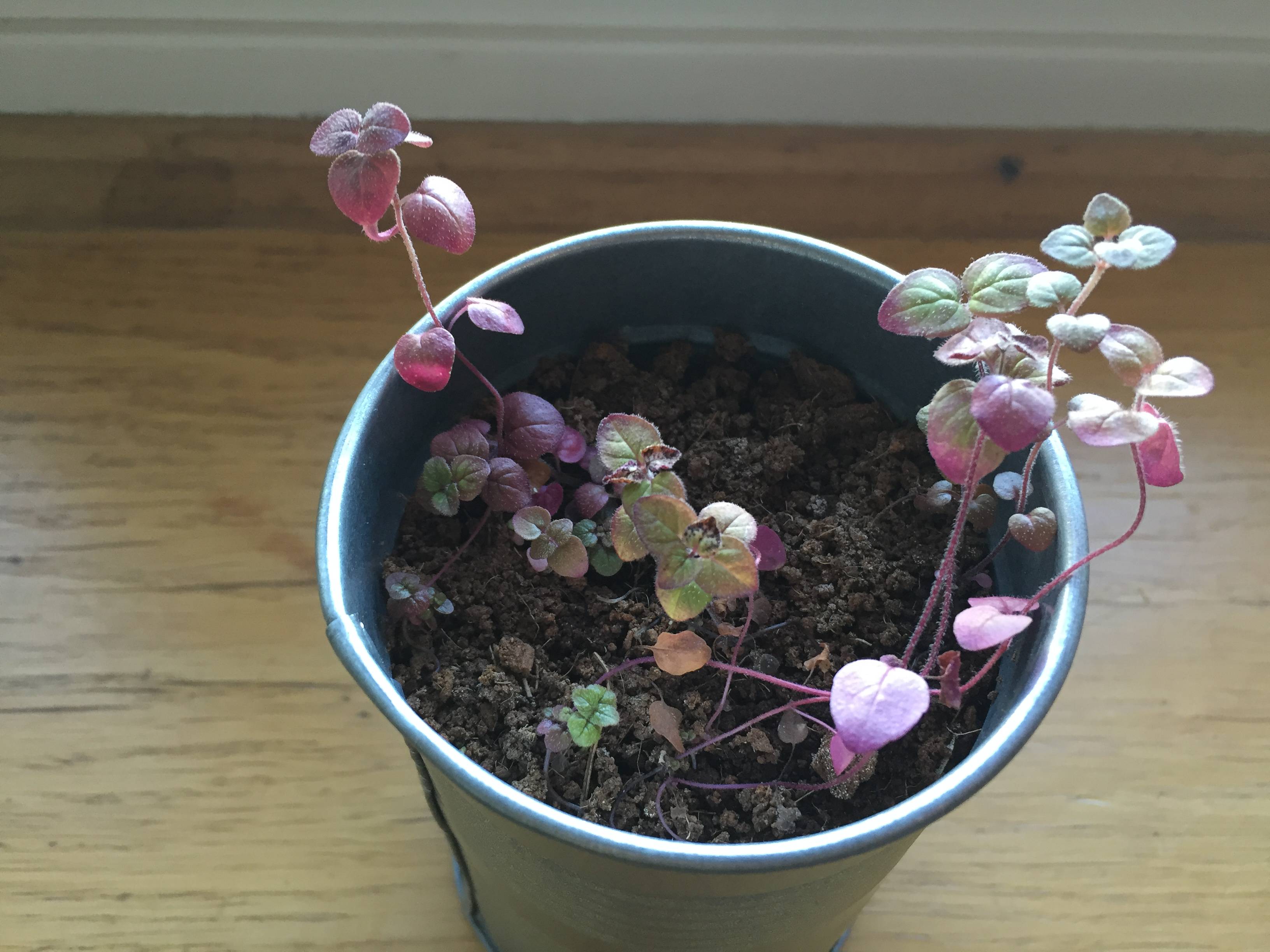 diagnosis Oregano red, what's wrong? Gardening