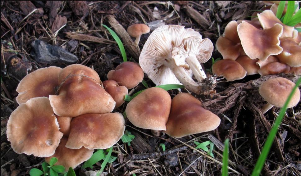 mycology Mushroom Identification Brown gilled mushroom in Ohio lawn