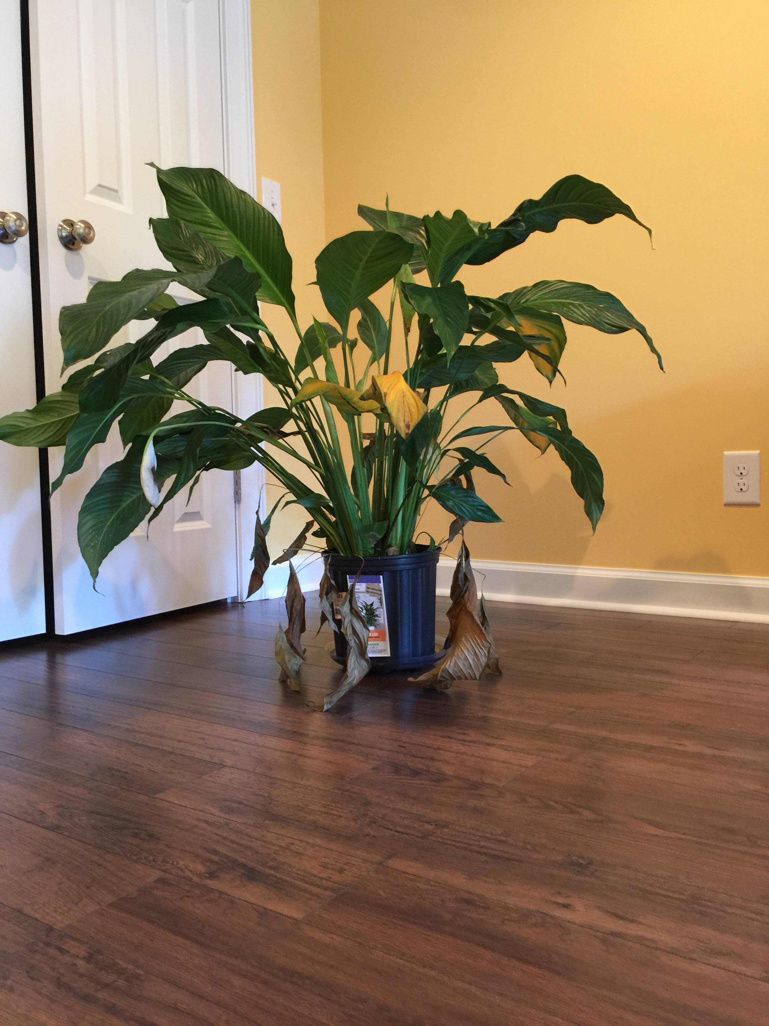 houseplants Resuscitate wilting peace lily Gardening & Landscaping Stack Exchange