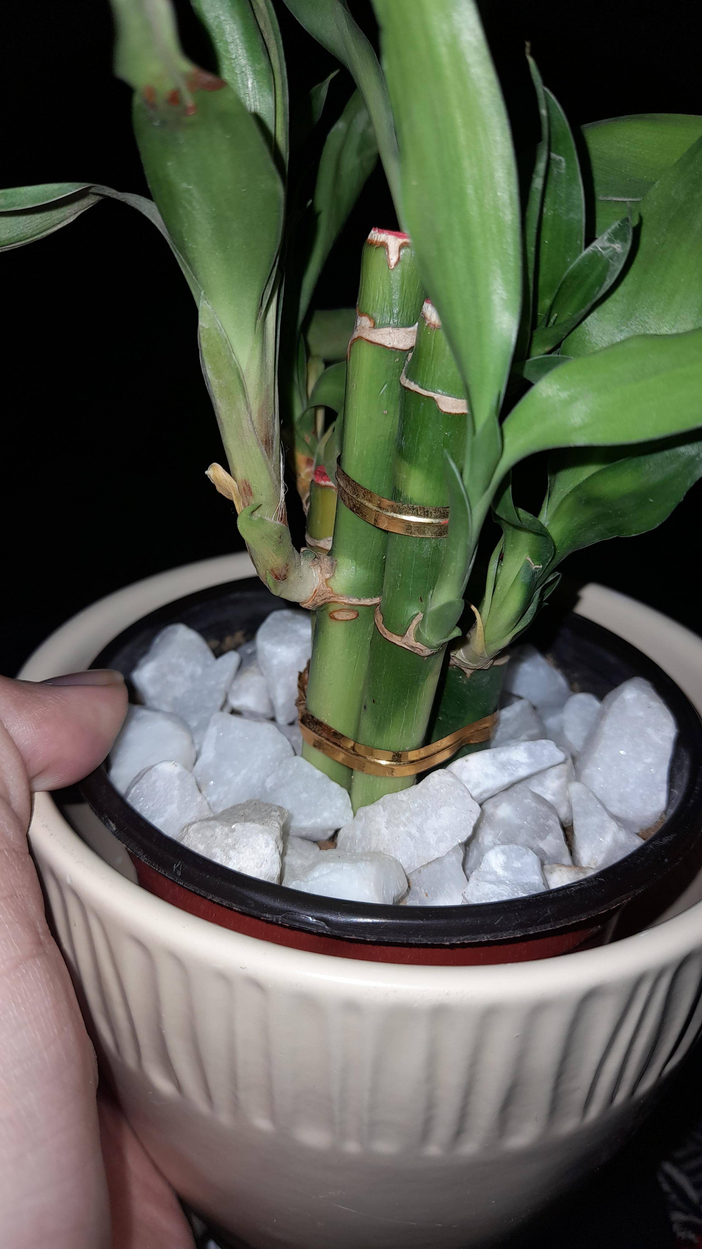 Is my lucky bamboo healthy? Gardening & Landscaping Stack Exchange