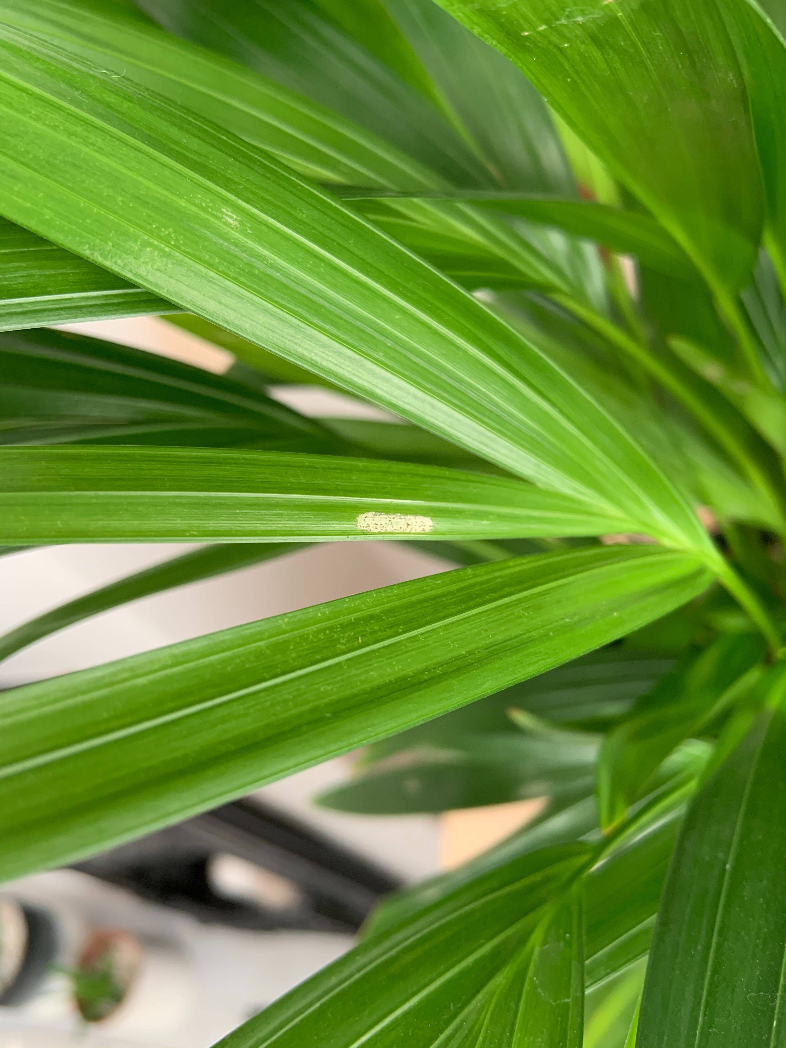 White Spots On Palm Tree Leaves