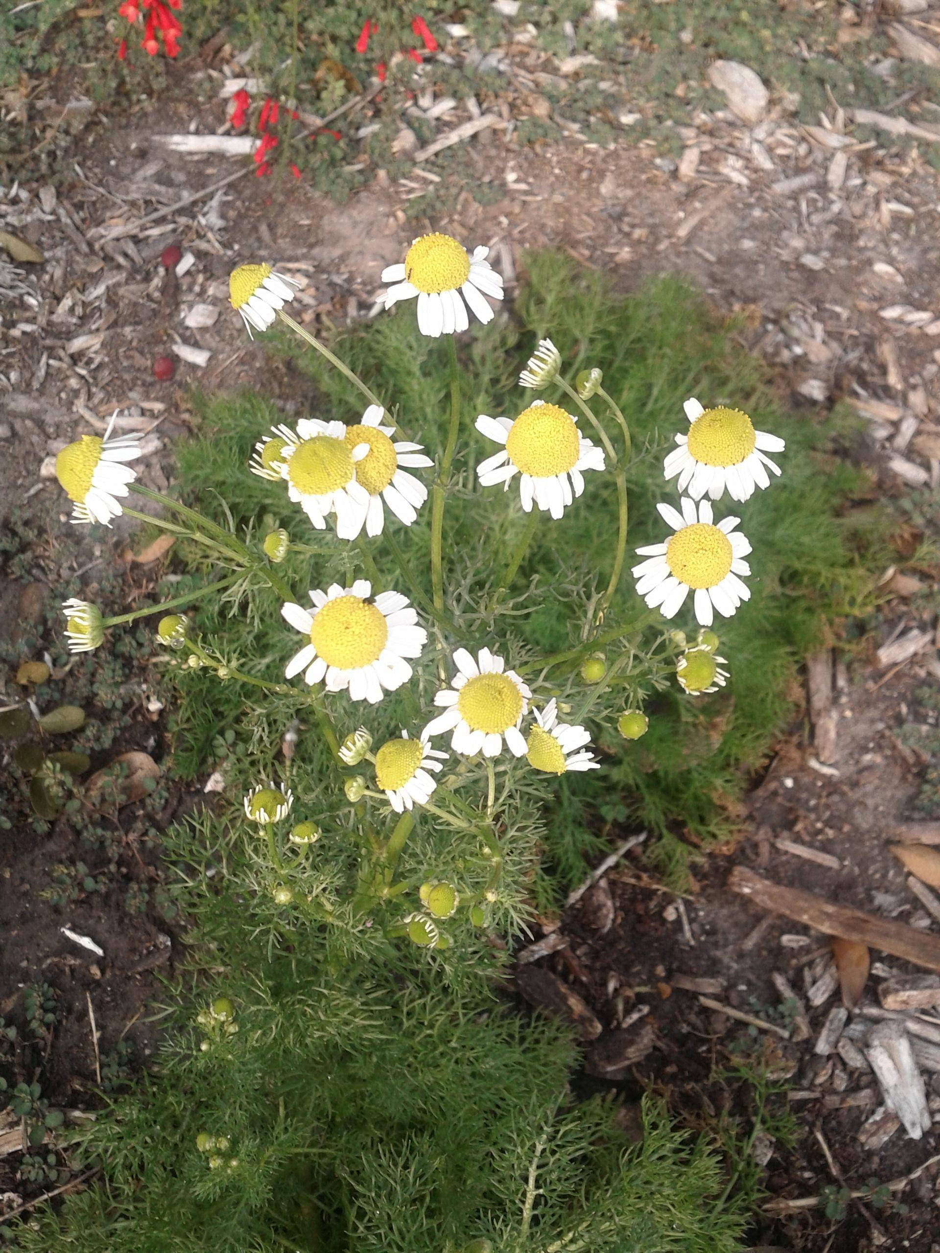 harvesting What is the proper way to harvest Chamomile flowers
