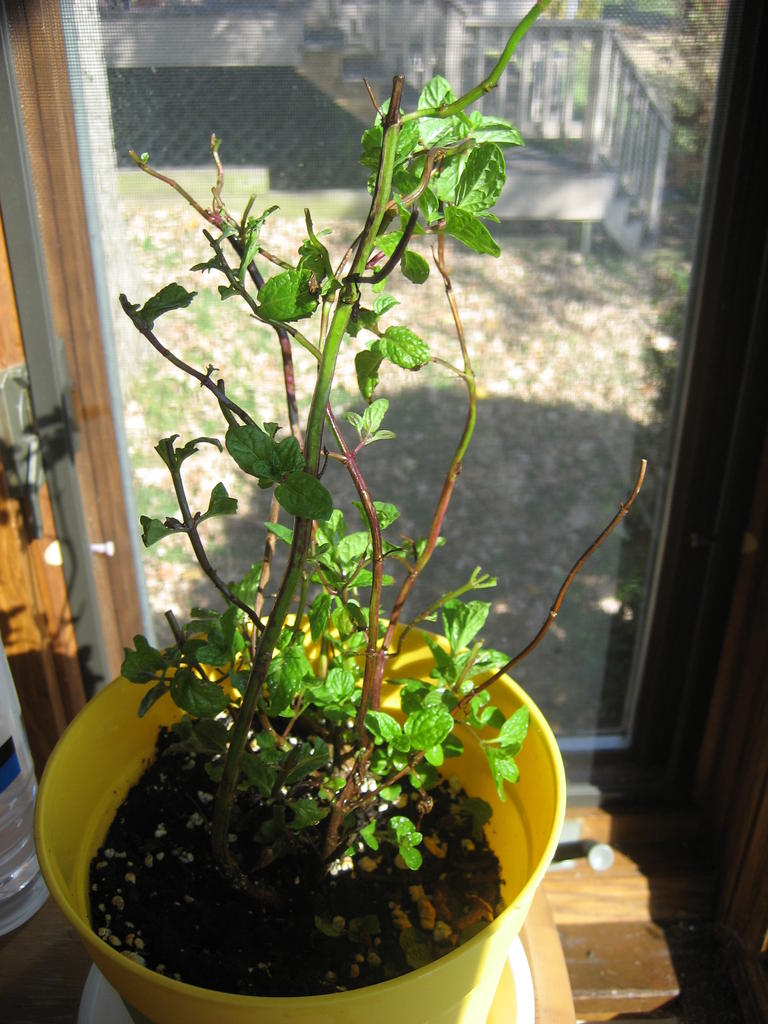 harvesting Which leaves should I harvest in a mint plant? Gardening