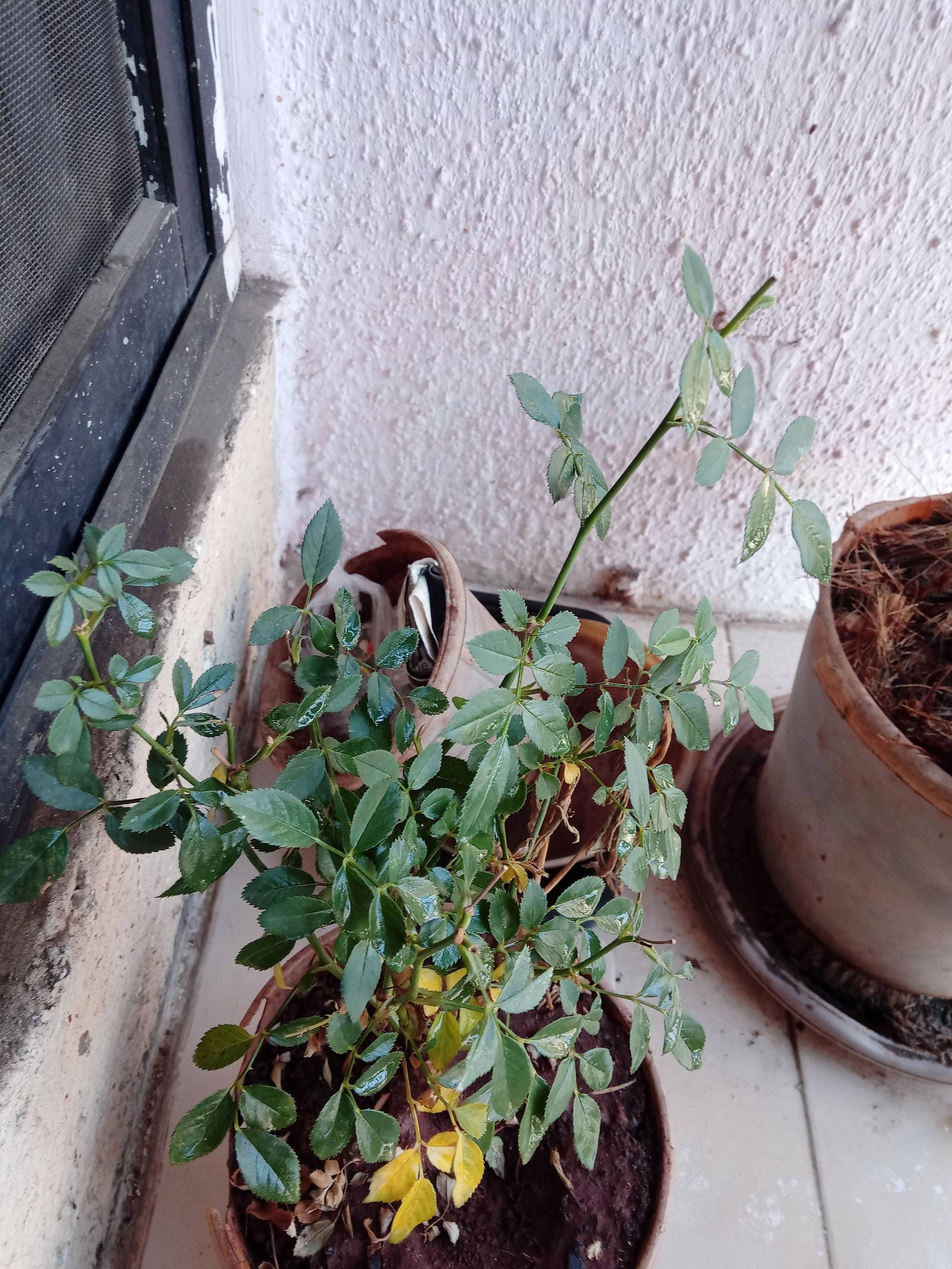 houseplants Dying rose plant Gardening & Landscaping Stack Exchange