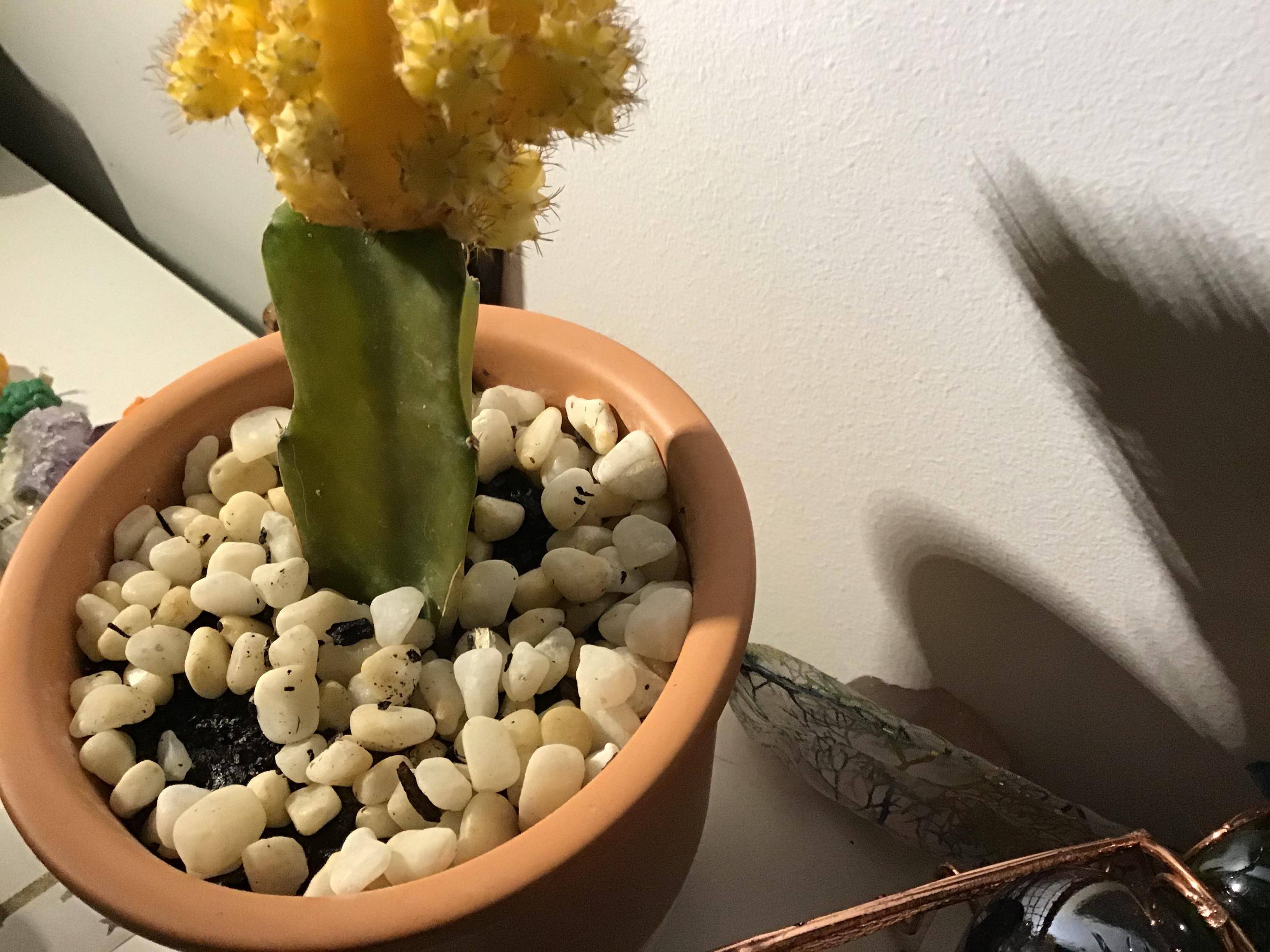 Christmas Cactus Parasites parasites My cactus has small white bugs in its soil Gardening