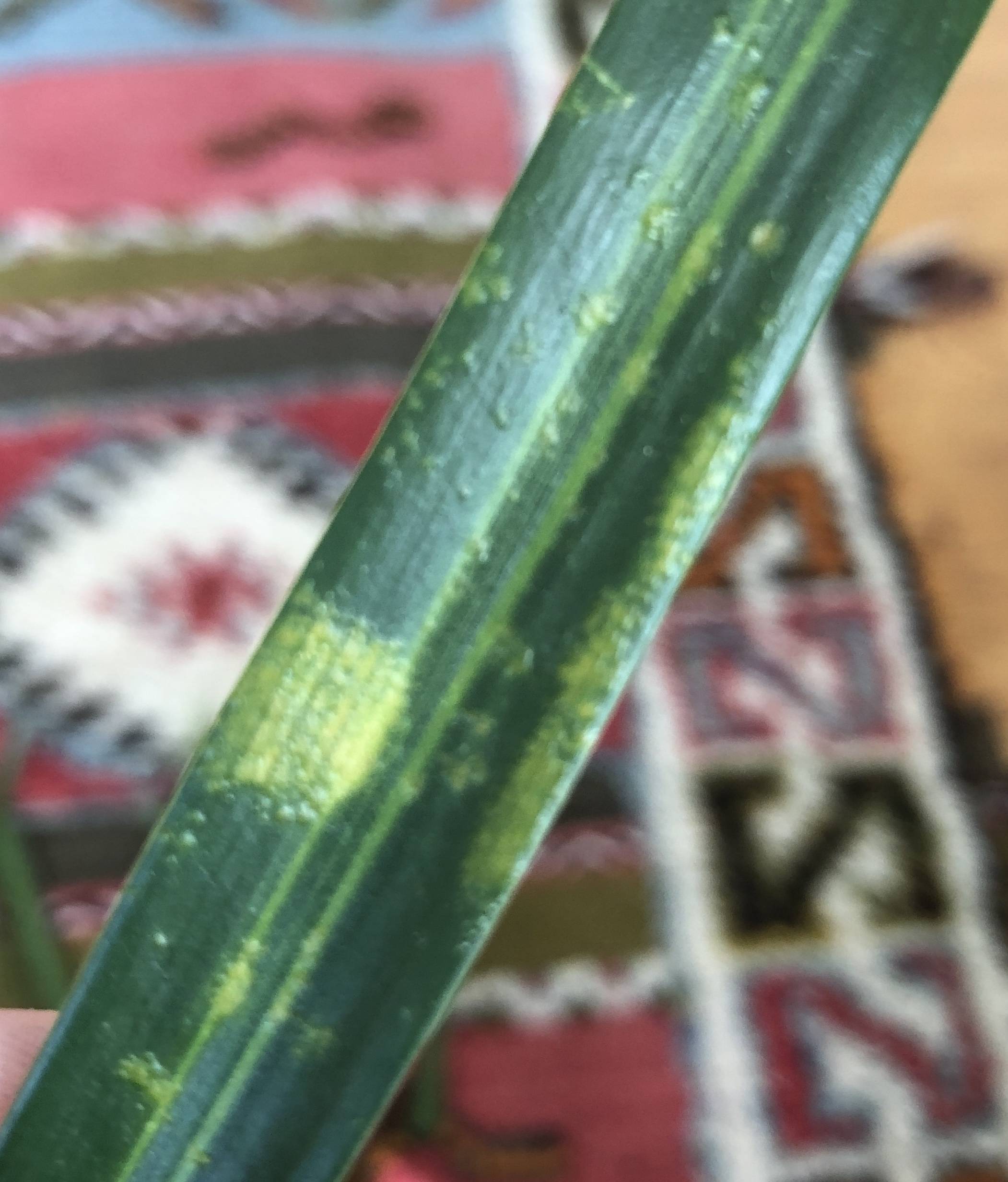 Yellow spots on Dracaena Reflexa Gardening & Landscaping Stack Exchange
