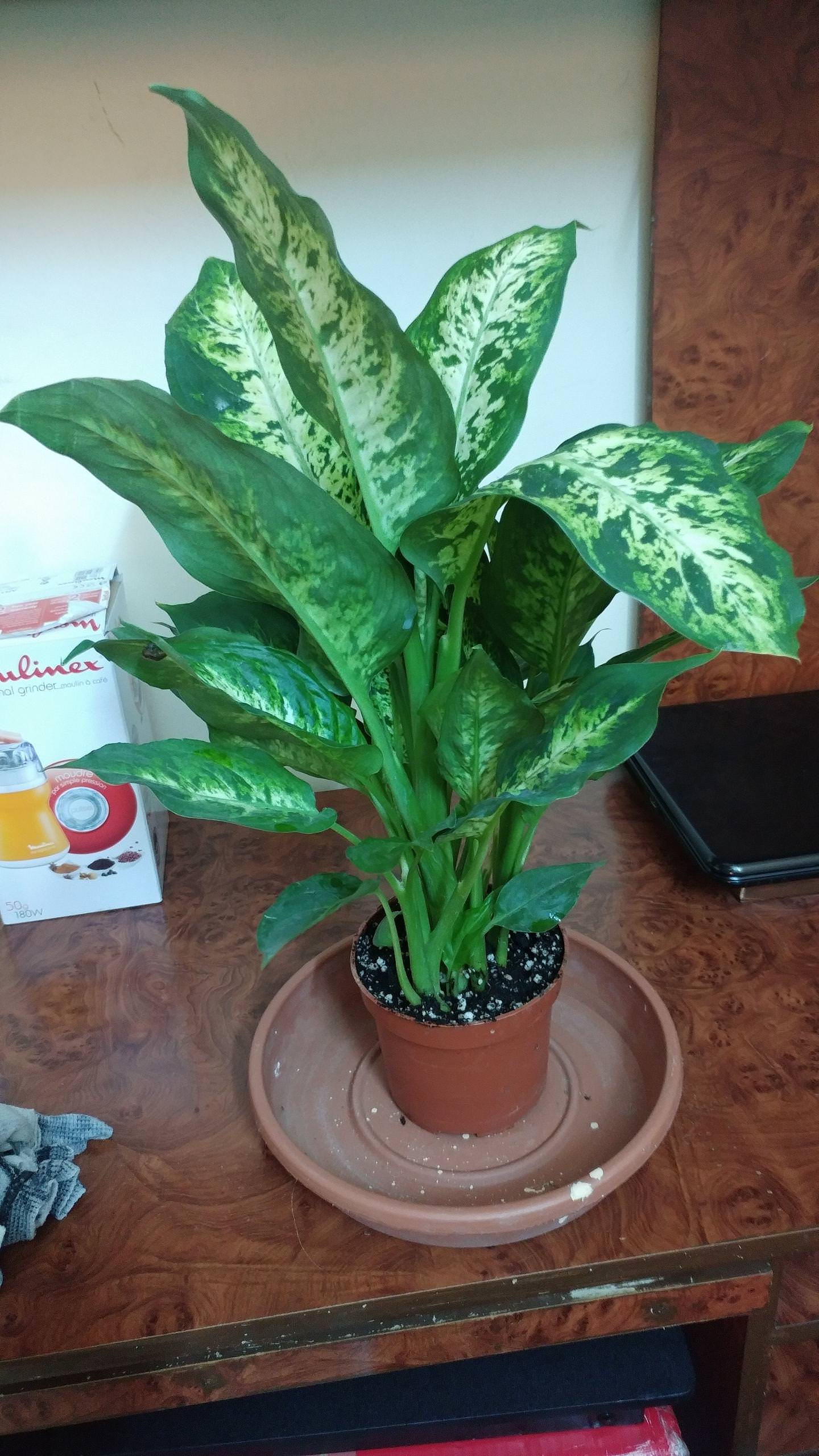 Download best indoor plants focusffop