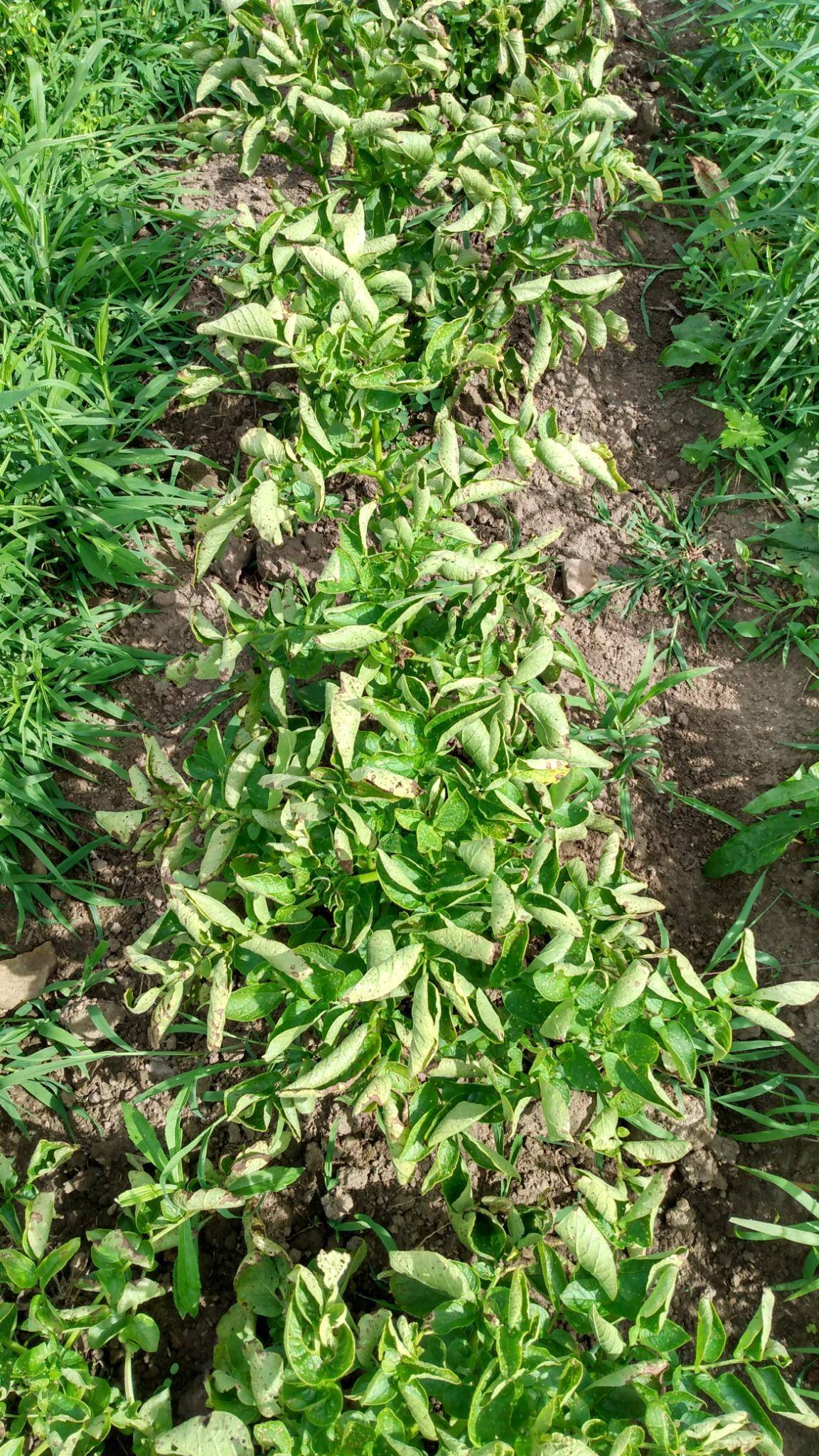 diseases Potato leaves curling and turning brown Gardening