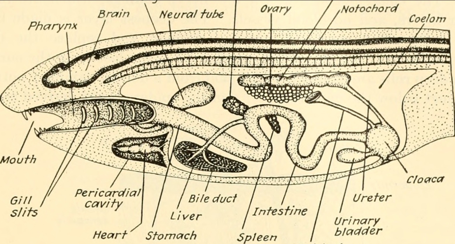 reproduction How do fish transport egg to, and out of, coelom
