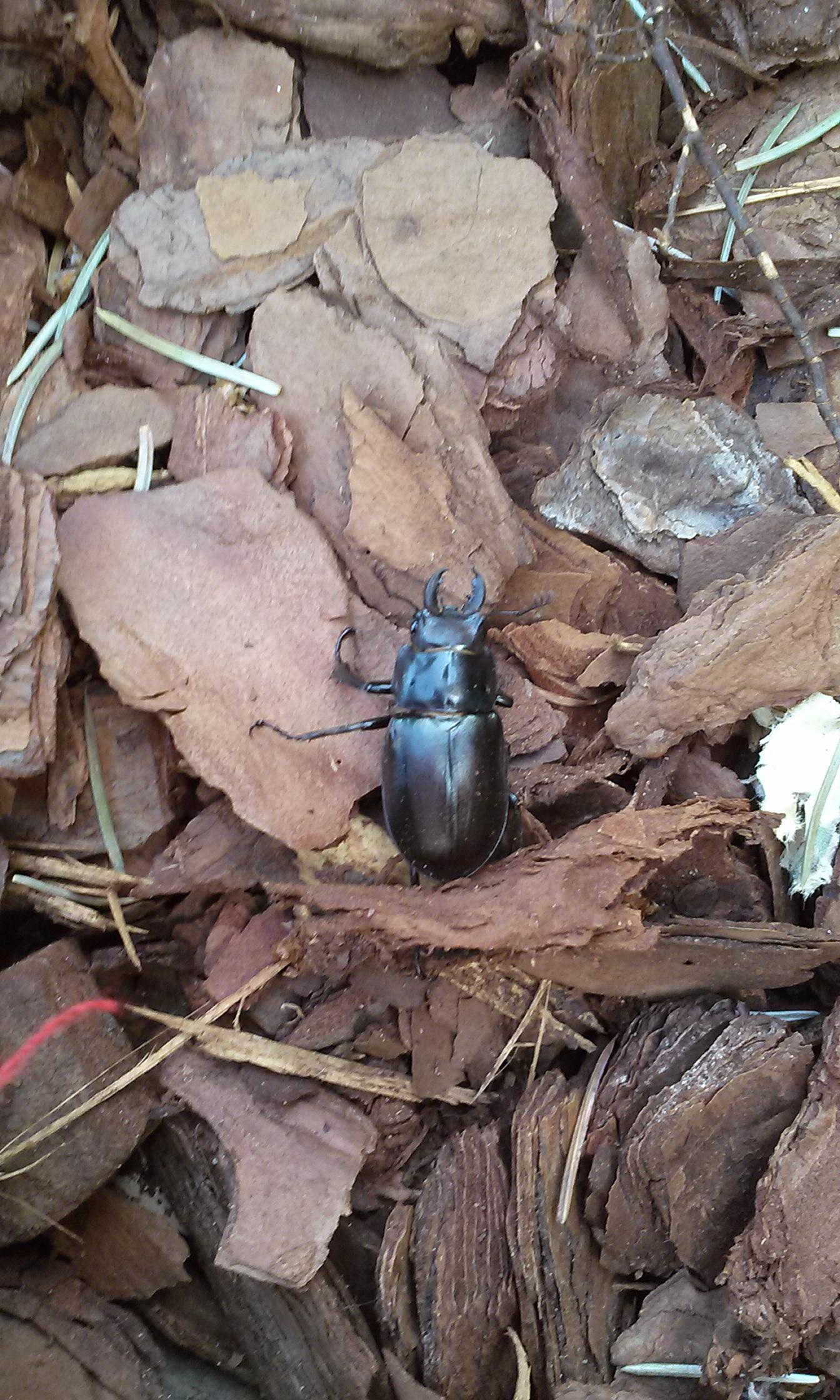 entomology Species Identification large shiny black beetle, Detroit